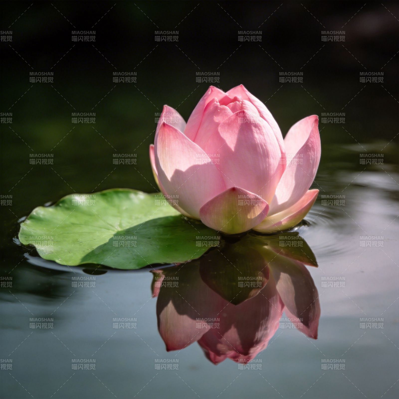 粉莲映水图片