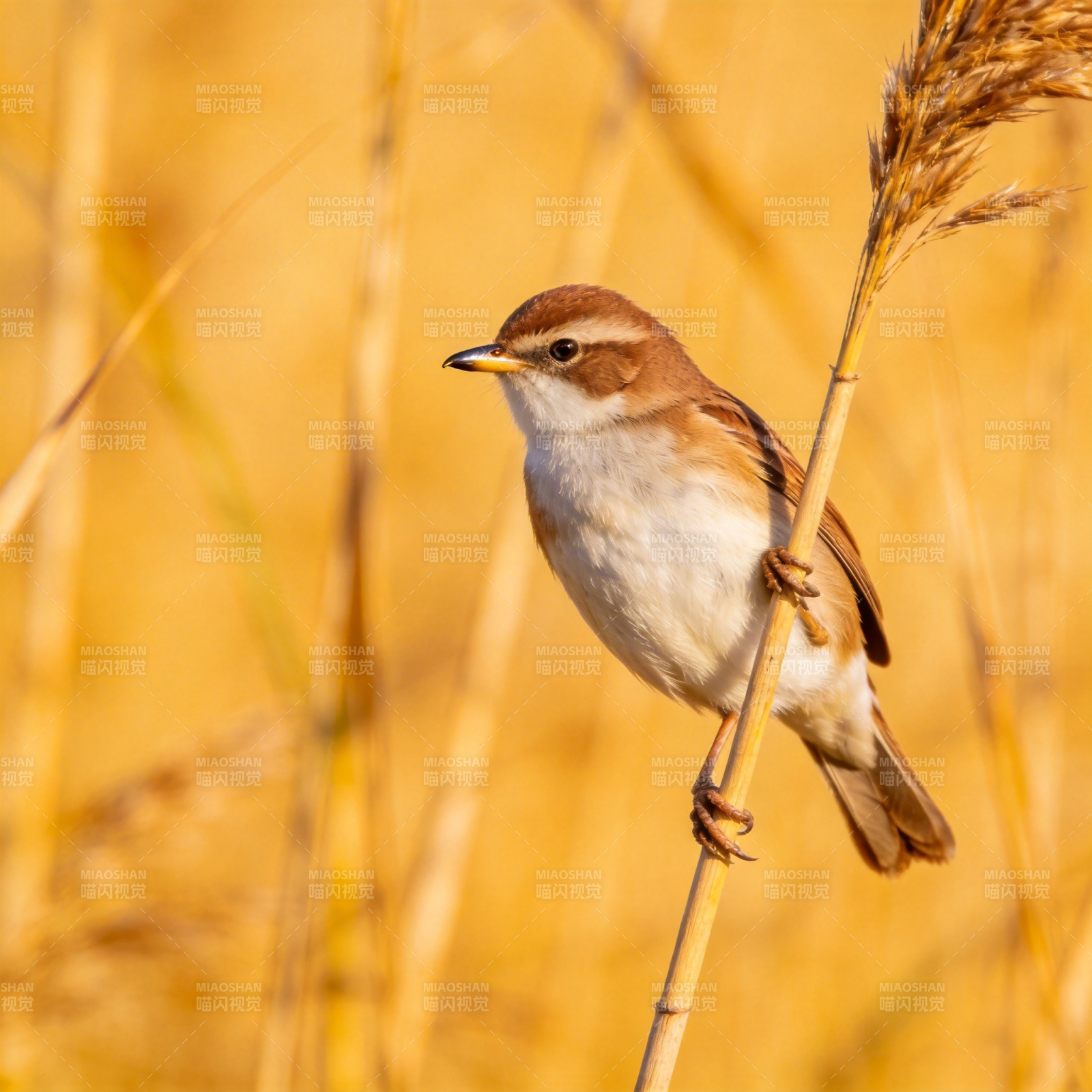 芦苇丛中的小鸟图片