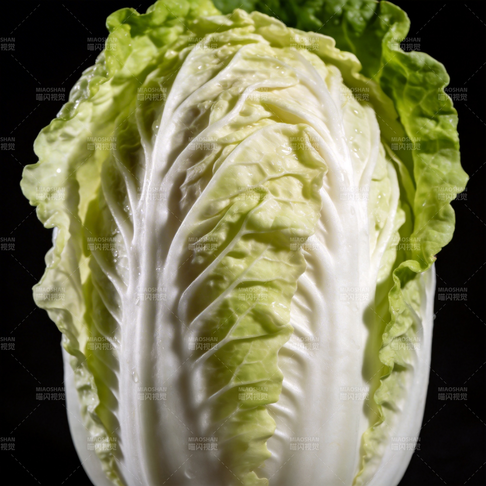 新鲜白菜特写图片