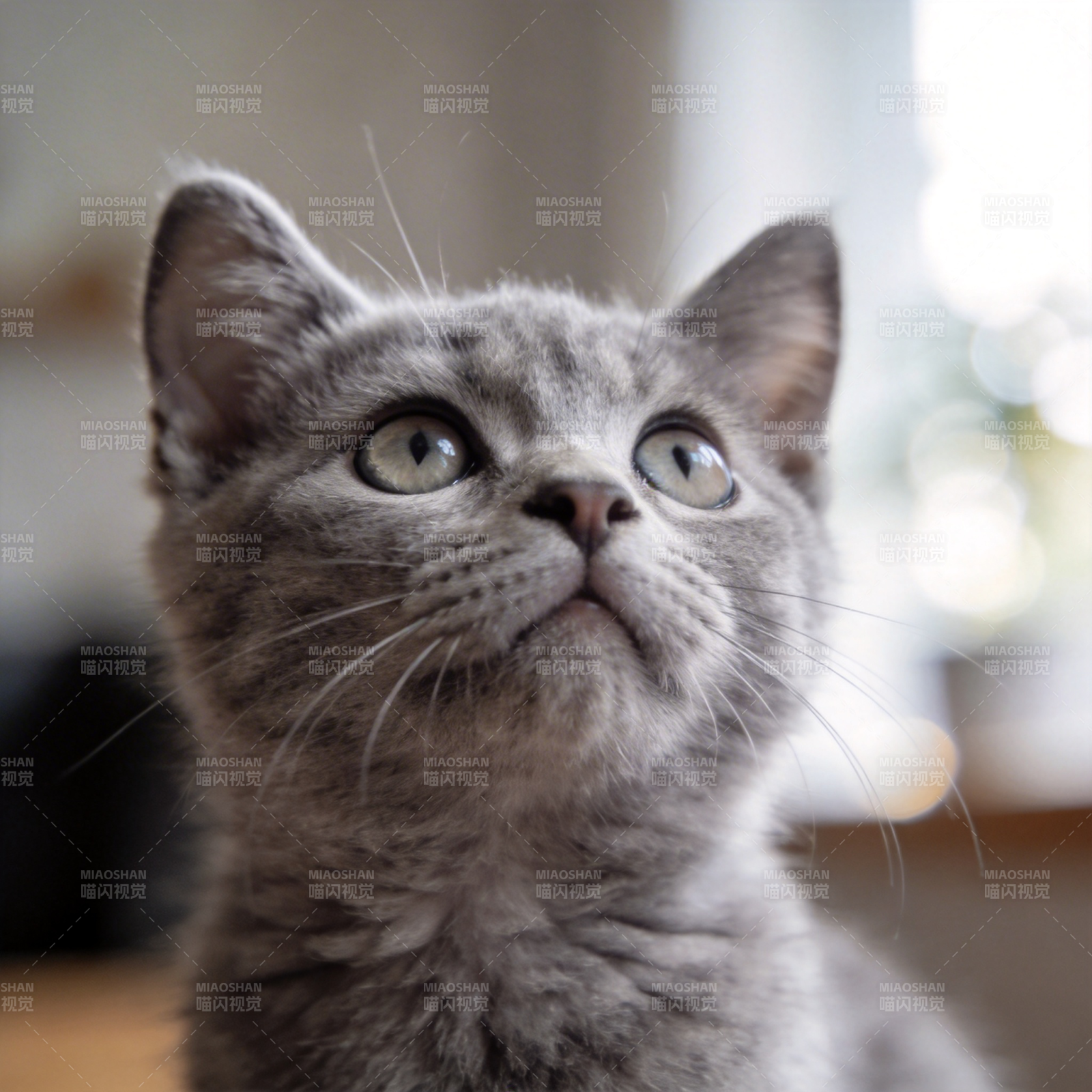 灰猫仰望天空图片