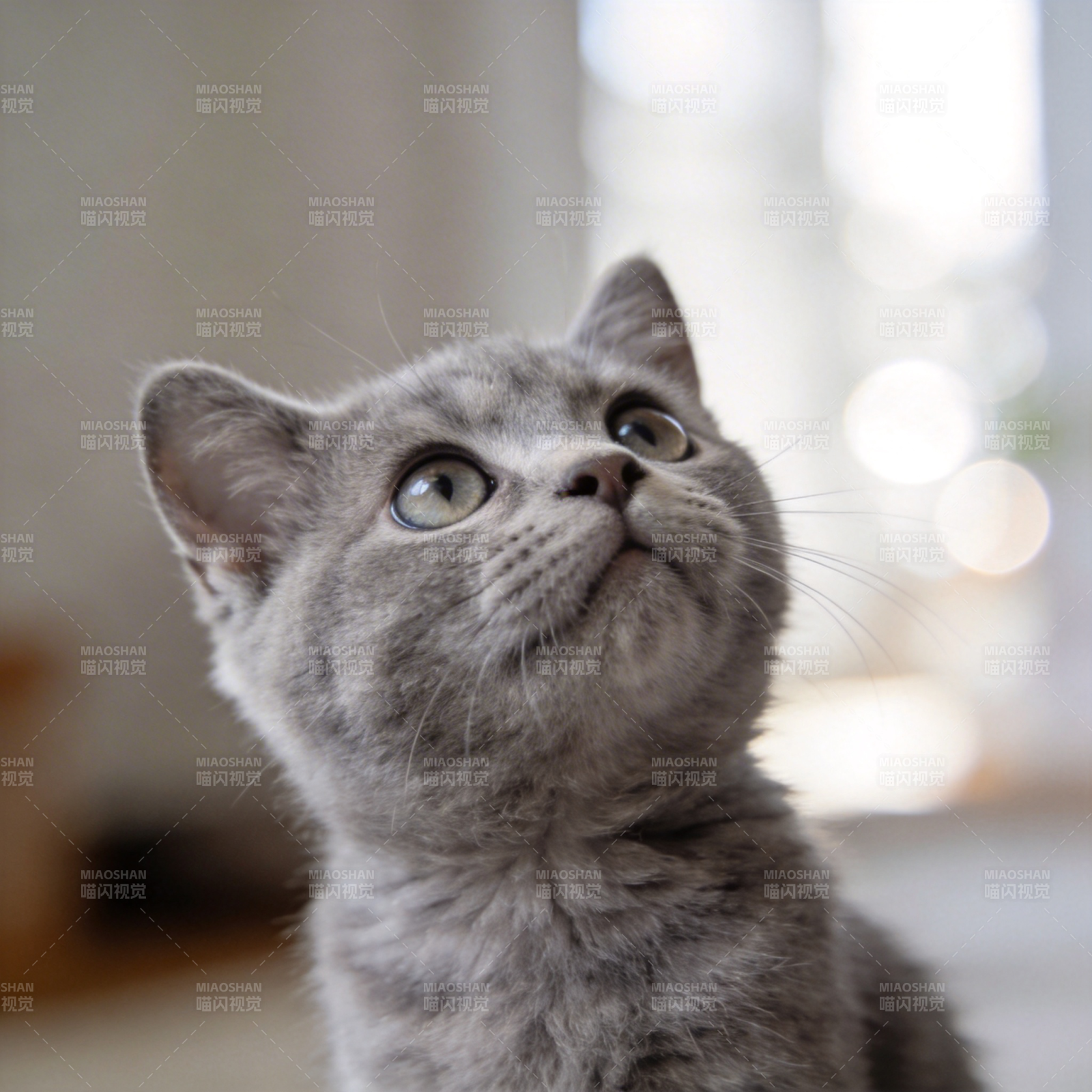 灰猫仰望图片