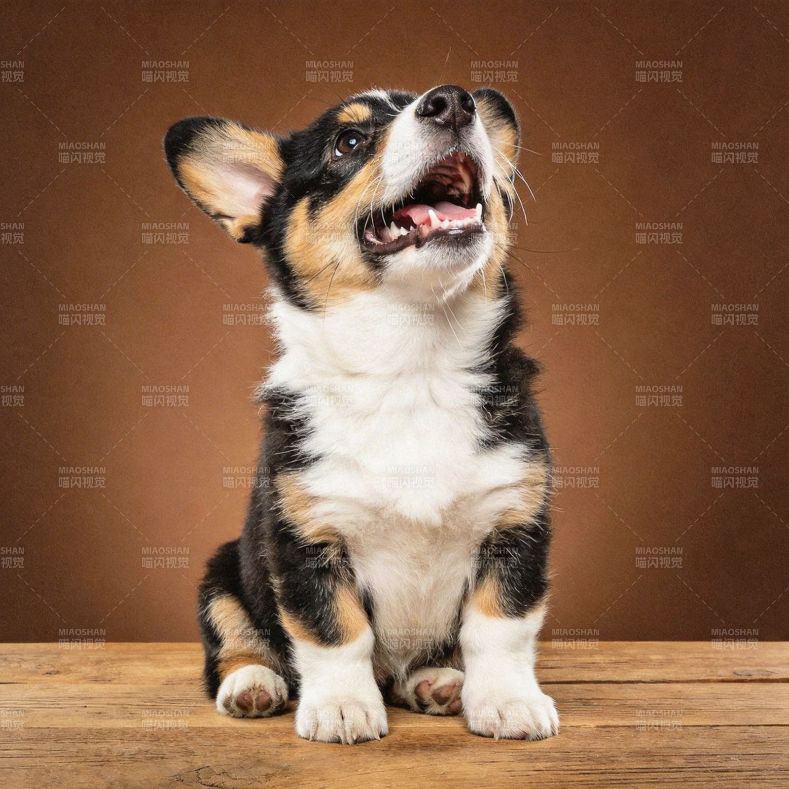 柯基幼犬仰望微笑图片