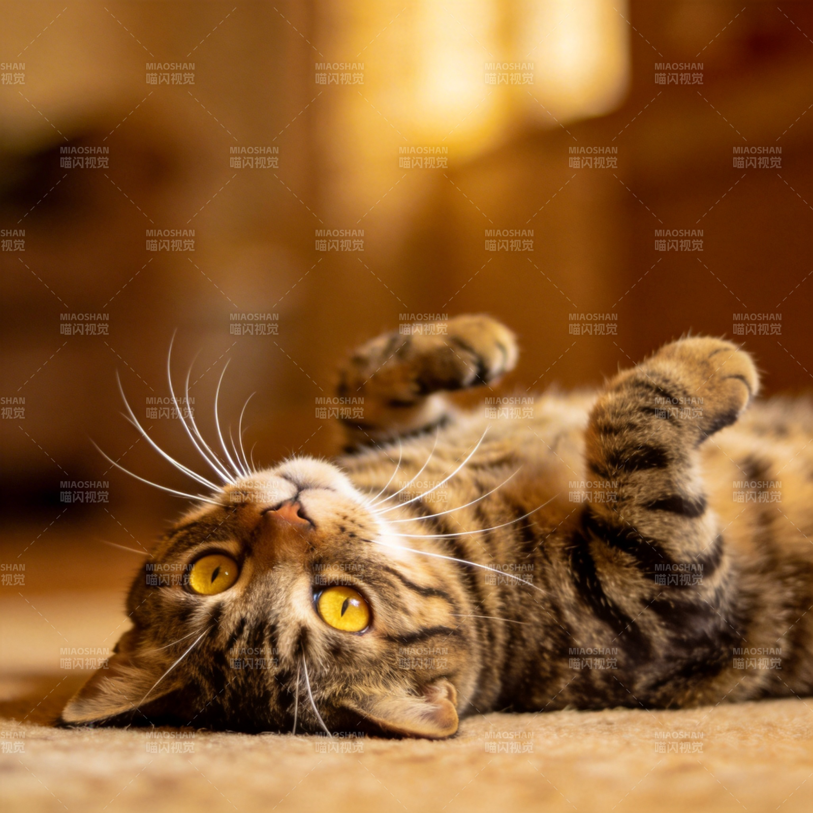 猫咪仰卧萌态十足图片