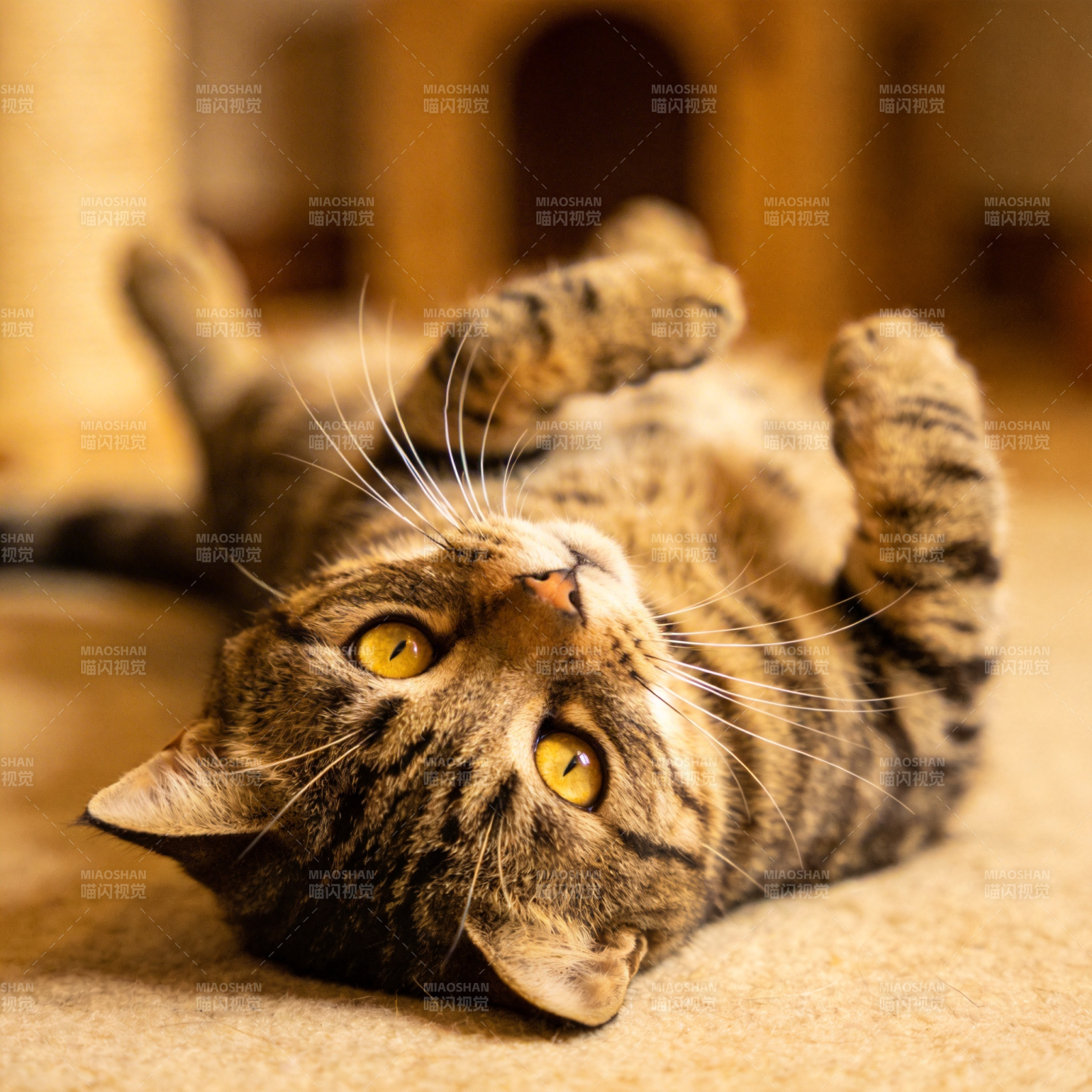 猫咪仰卧萌态图片