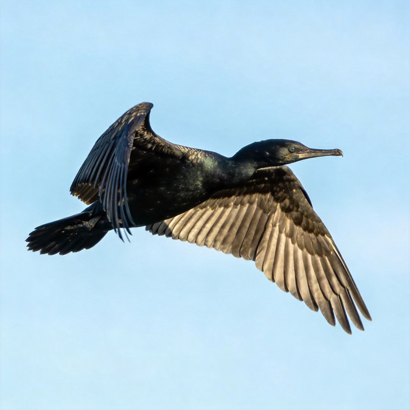 飞鸟展翅翱翔图片