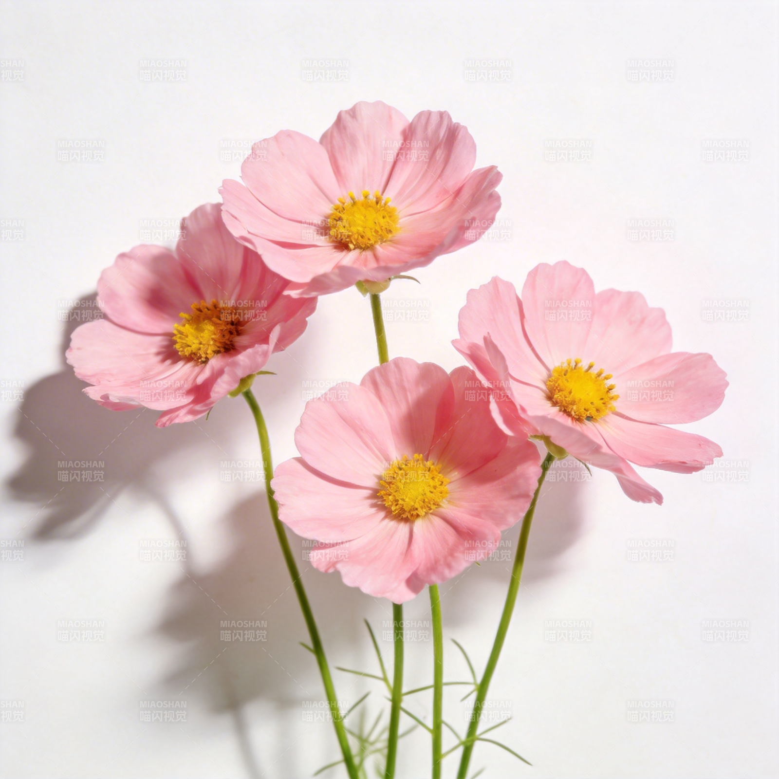 粉花绽放 春意盎然图片