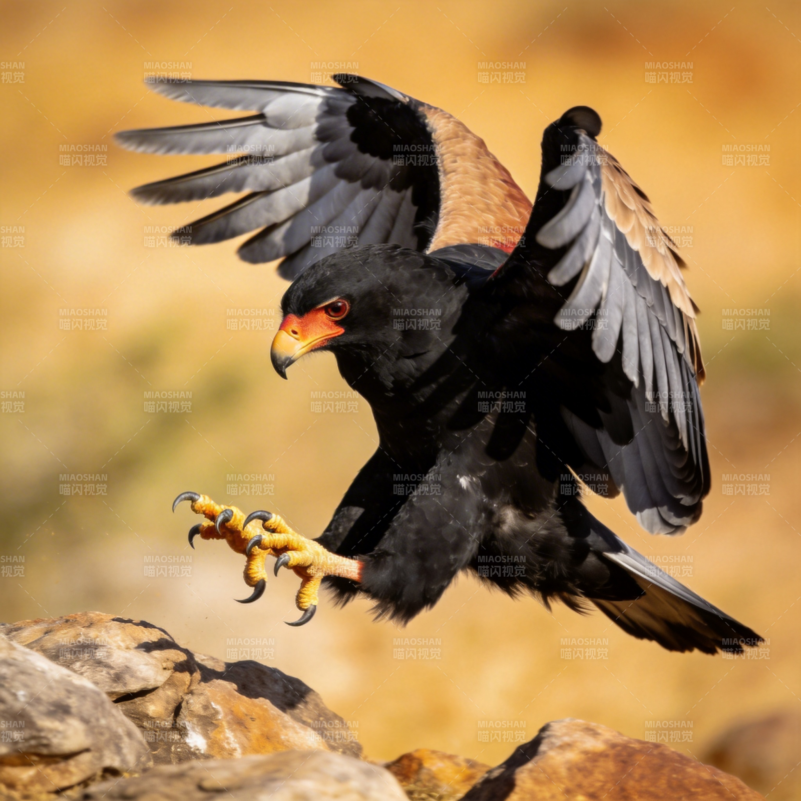 雄鹰展翅捕猎瞬间图片