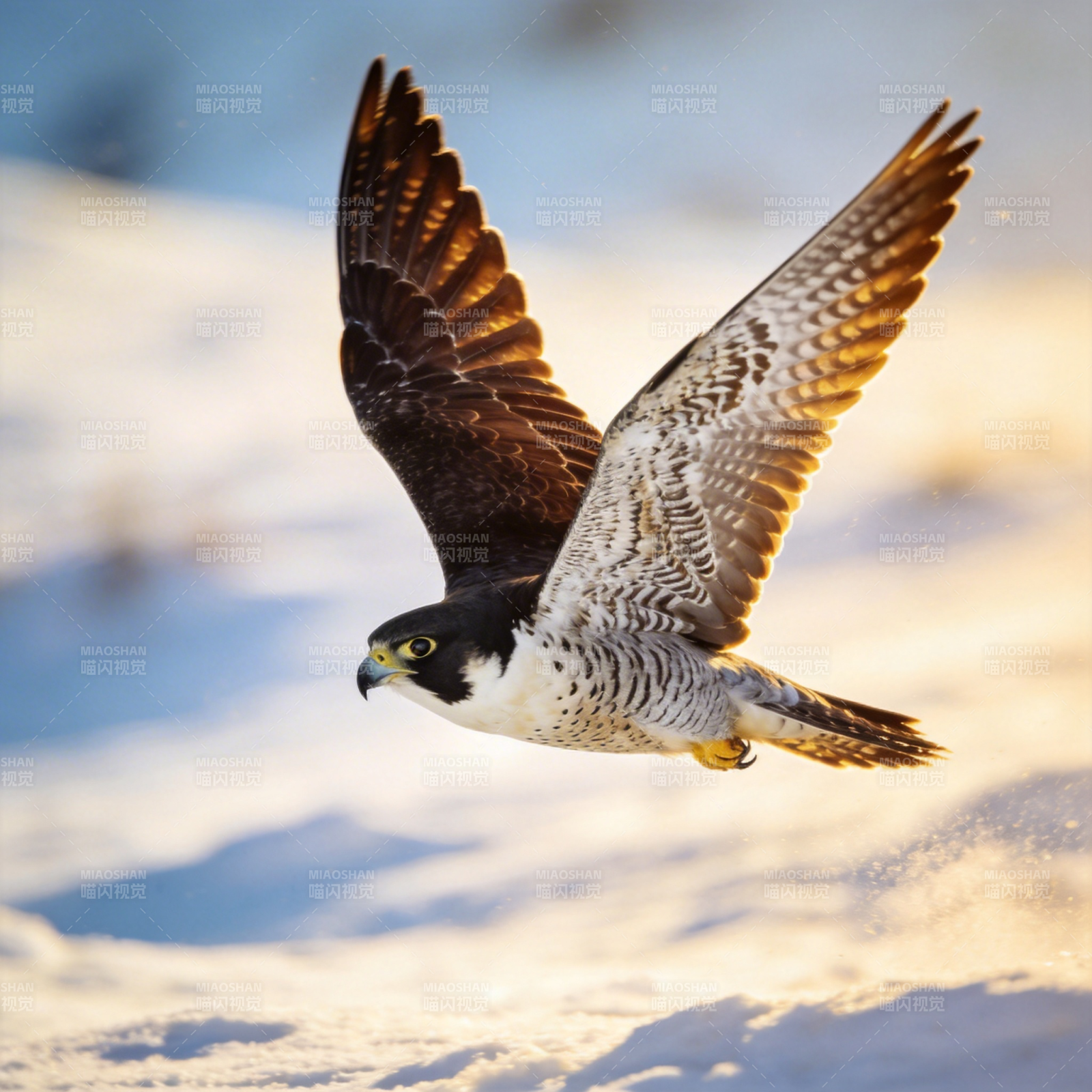 雪地猎隼翱翔图片