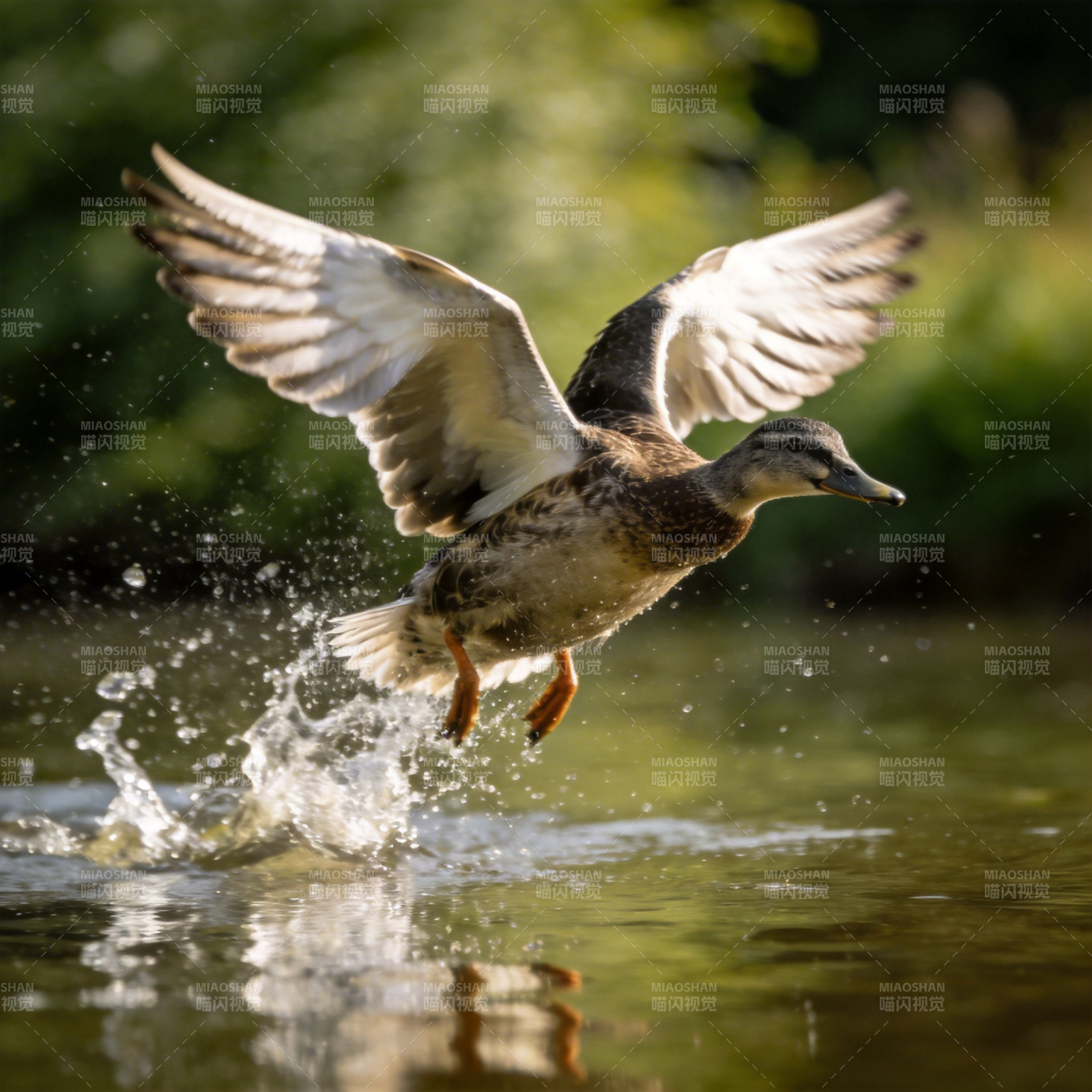 鸭子振翅起飞图片