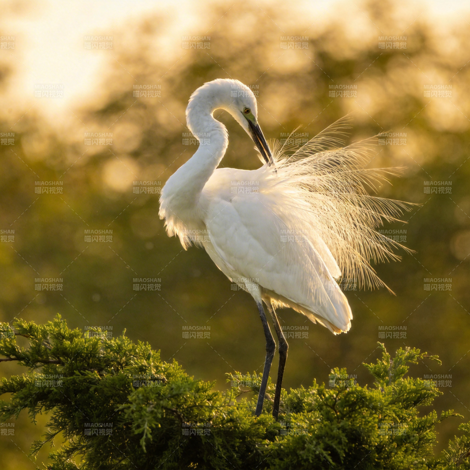 白鹭栖枝 羽翼轻扬图片