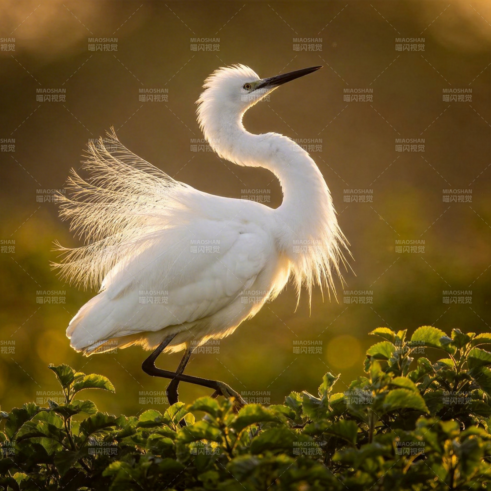 白鹭栖枝 羽翼生辉图片