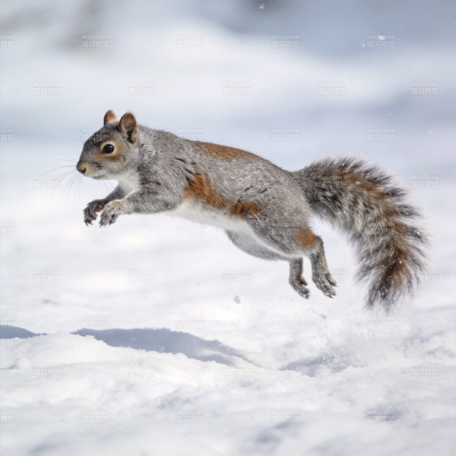 雪中跳跃的松鼠图片