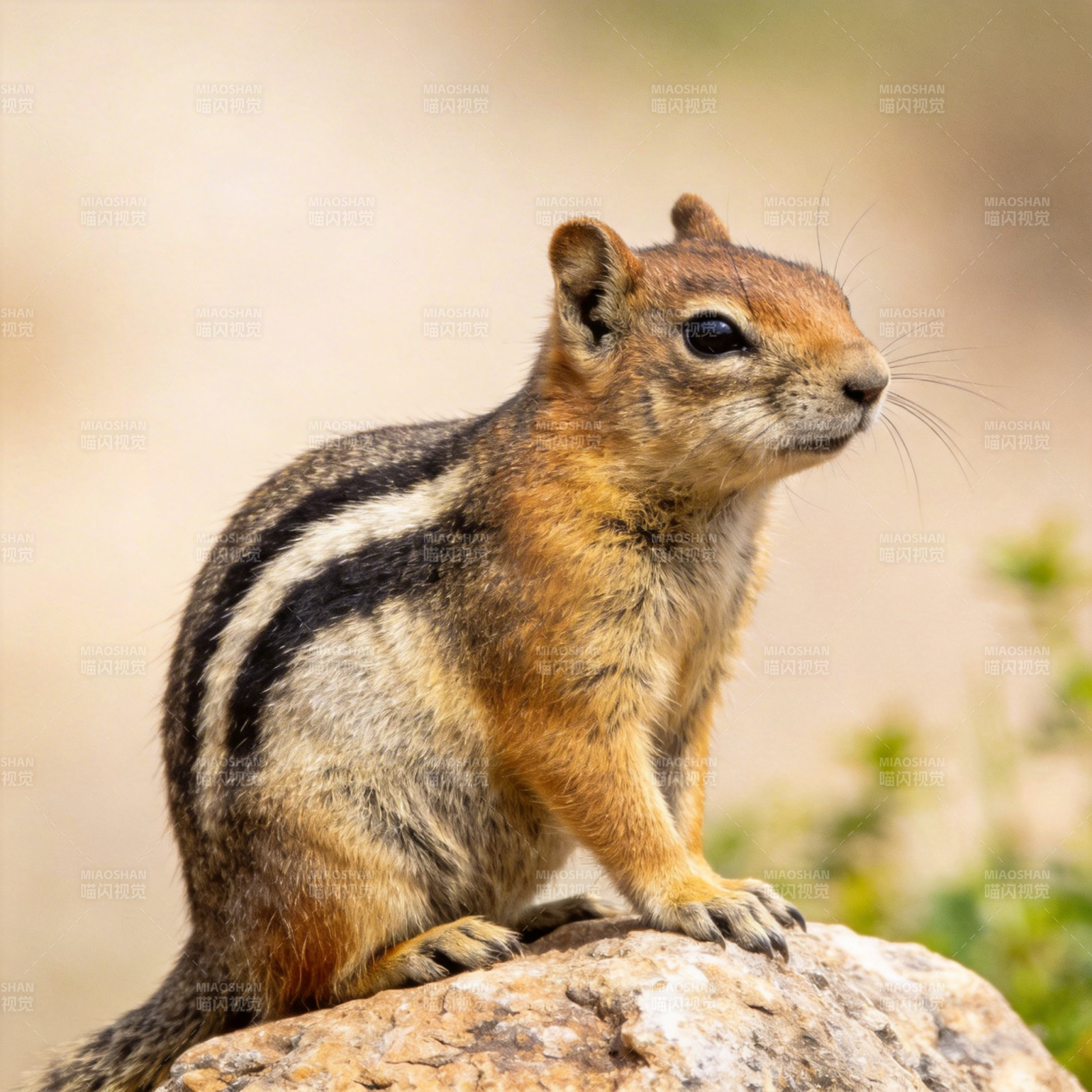 松鼠静坐岩石上图片