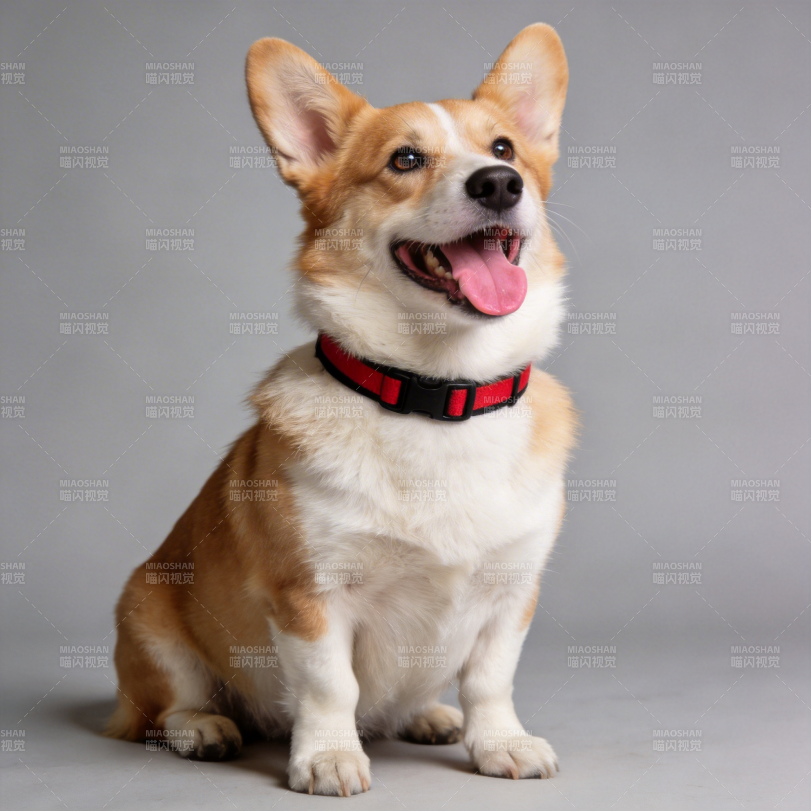 柯基犬微笑坐姿图片