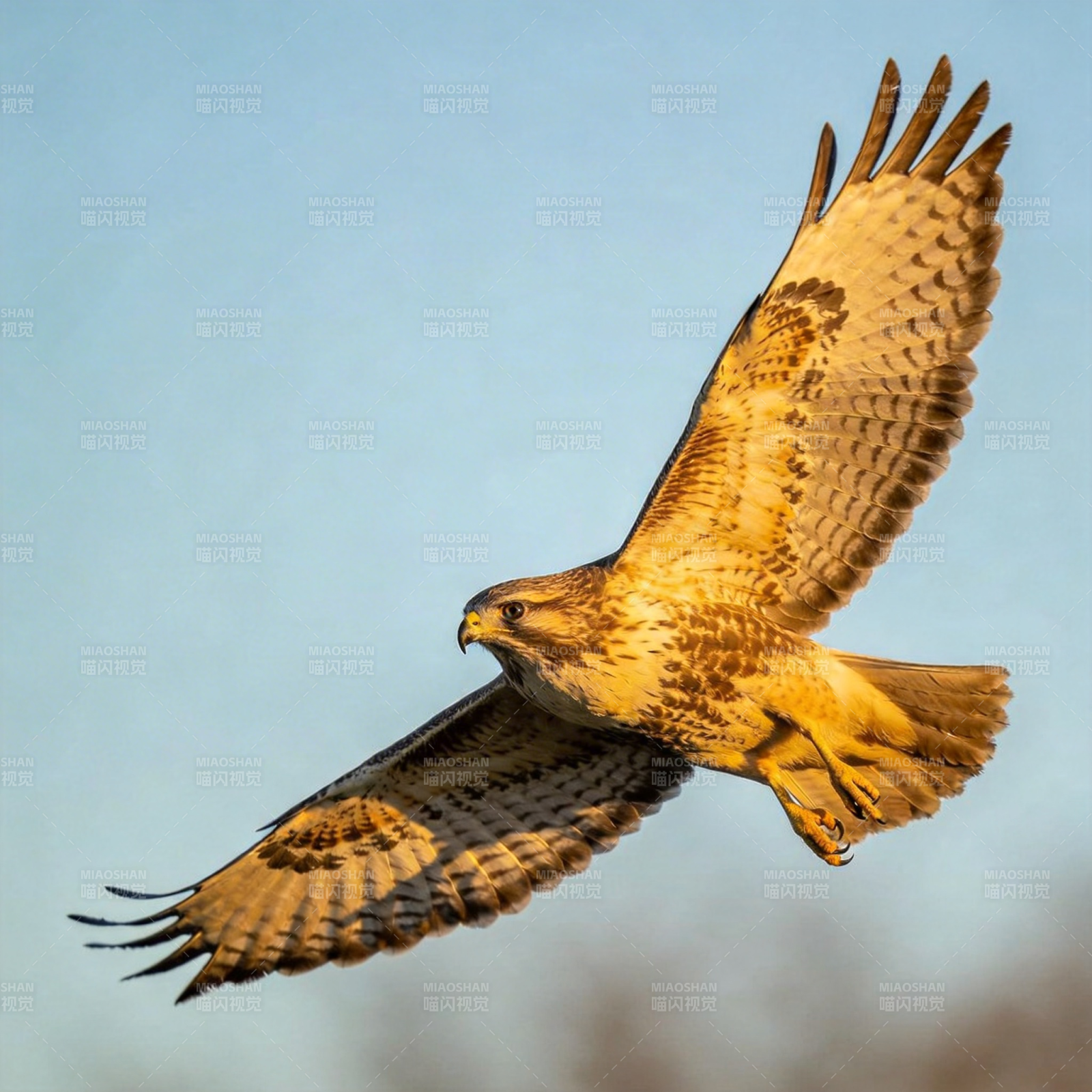 翱翔的雄鹰图片