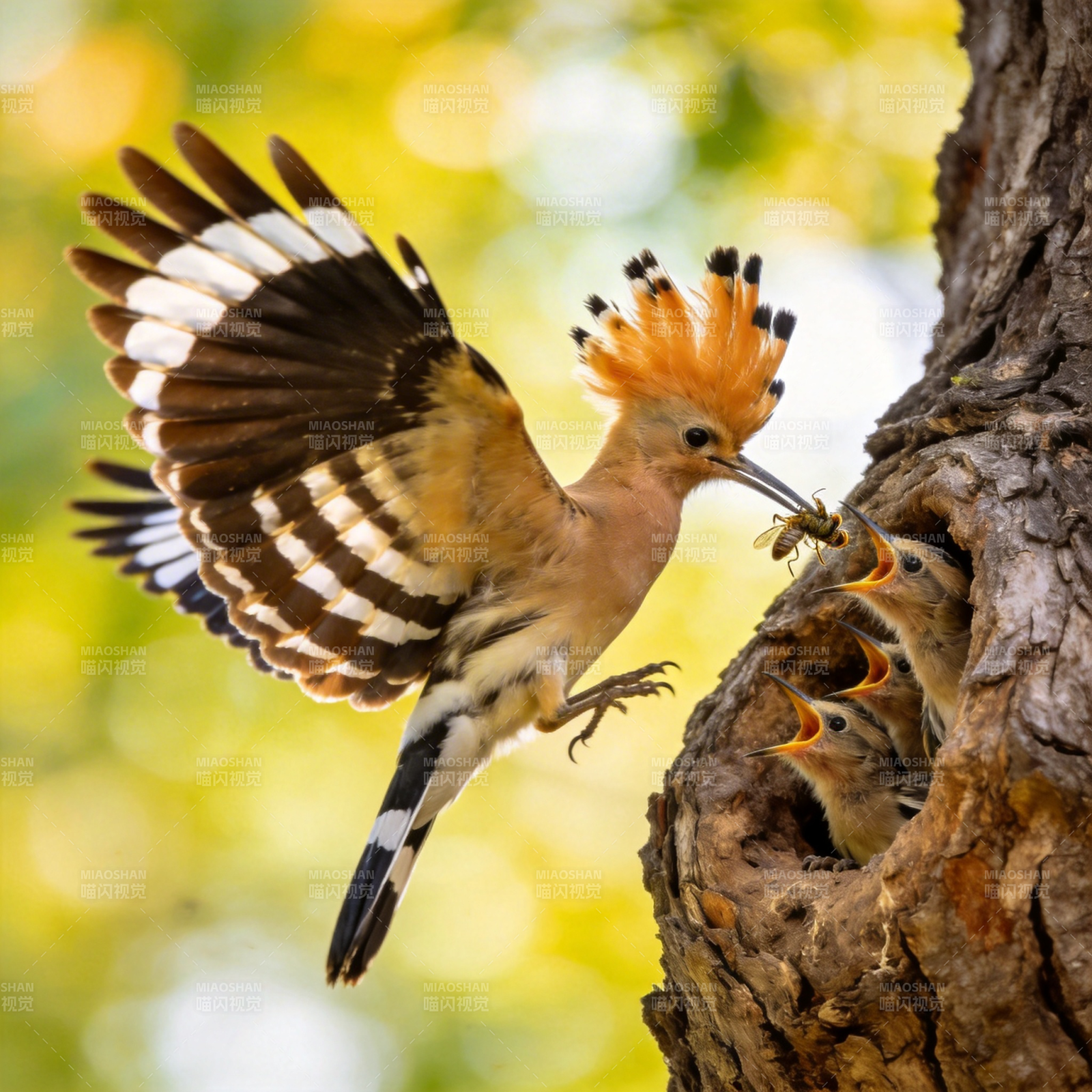 戴胜喂雏鸟图片