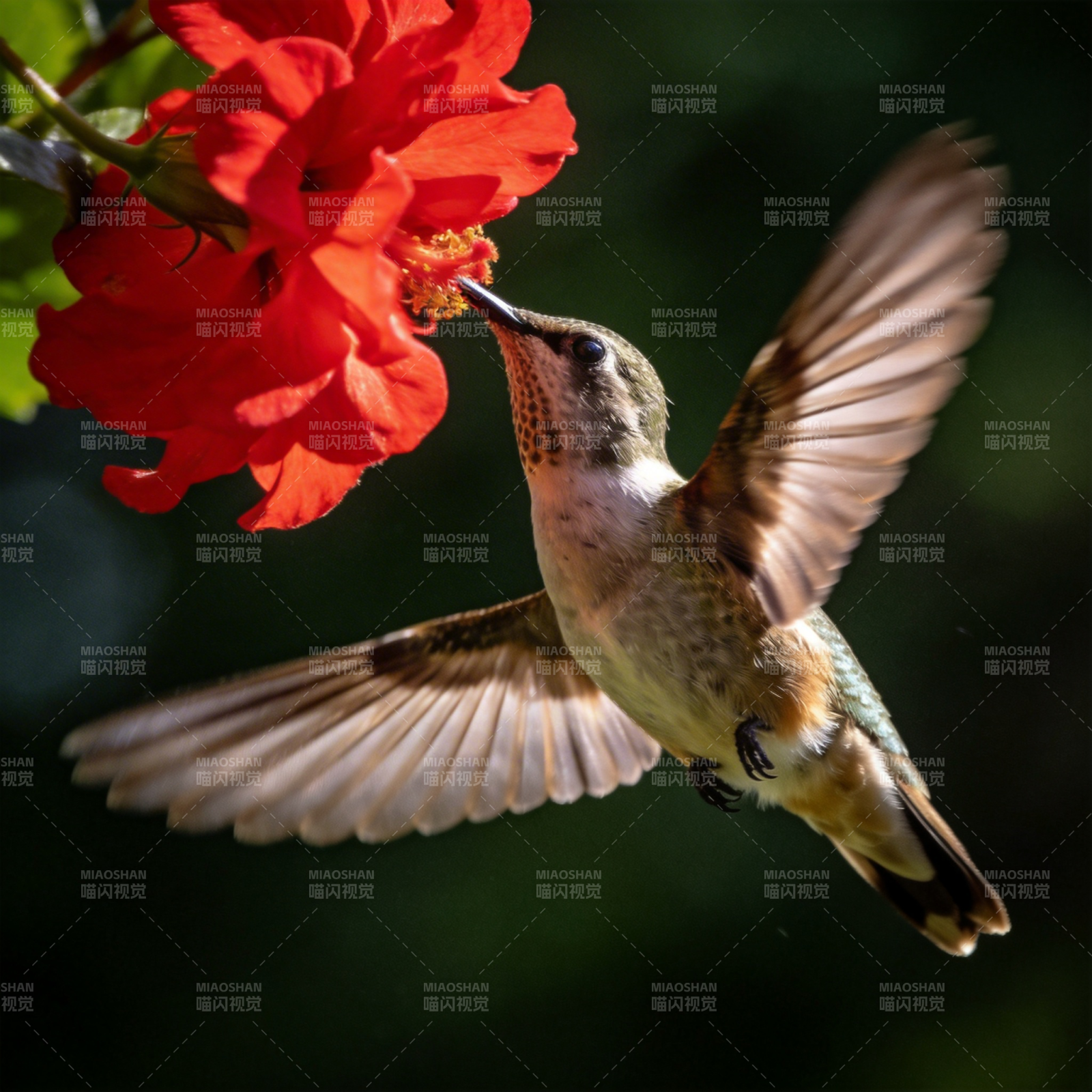 蜂鸟采蜜瞬间图片