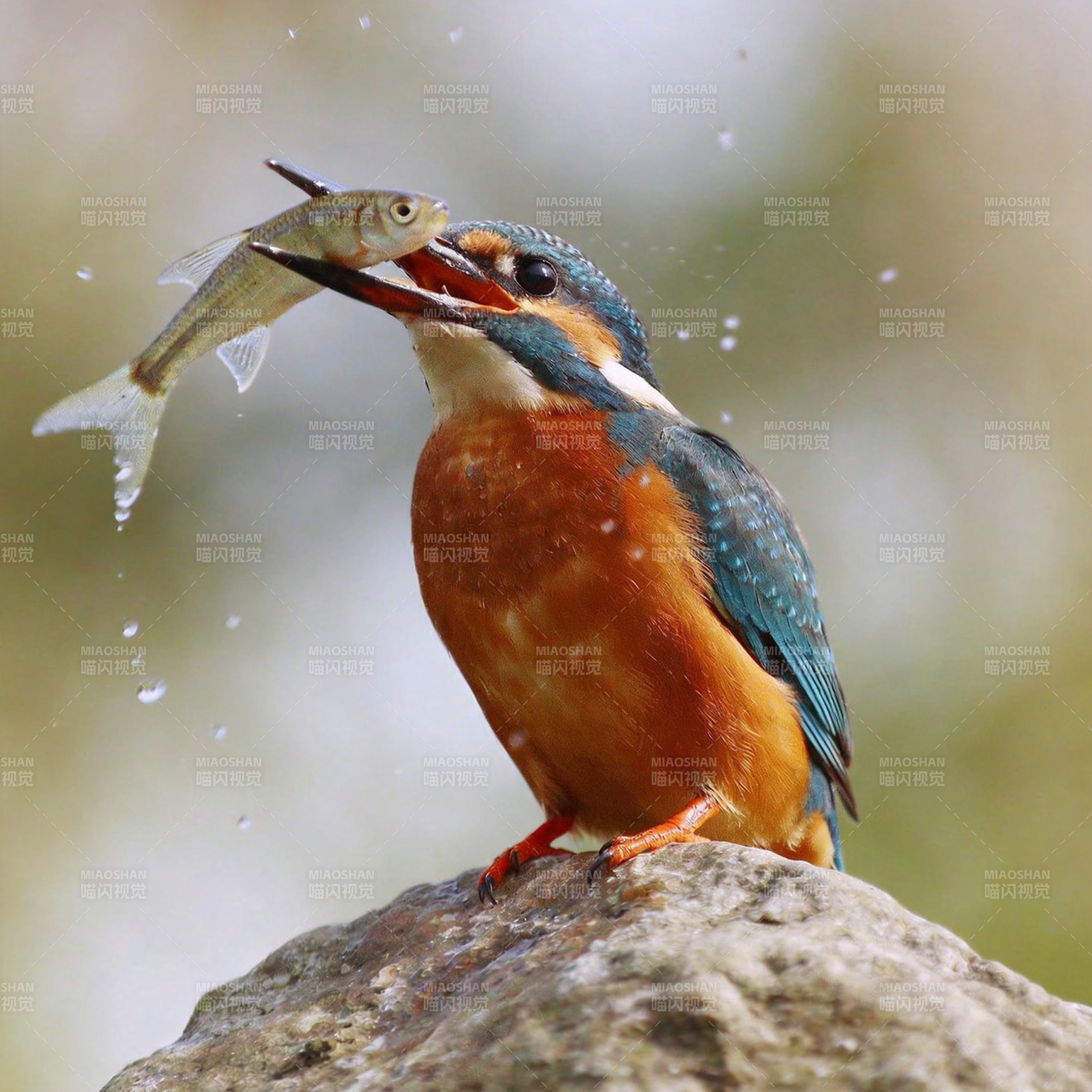 翠鸟捕鱼瞬间图片