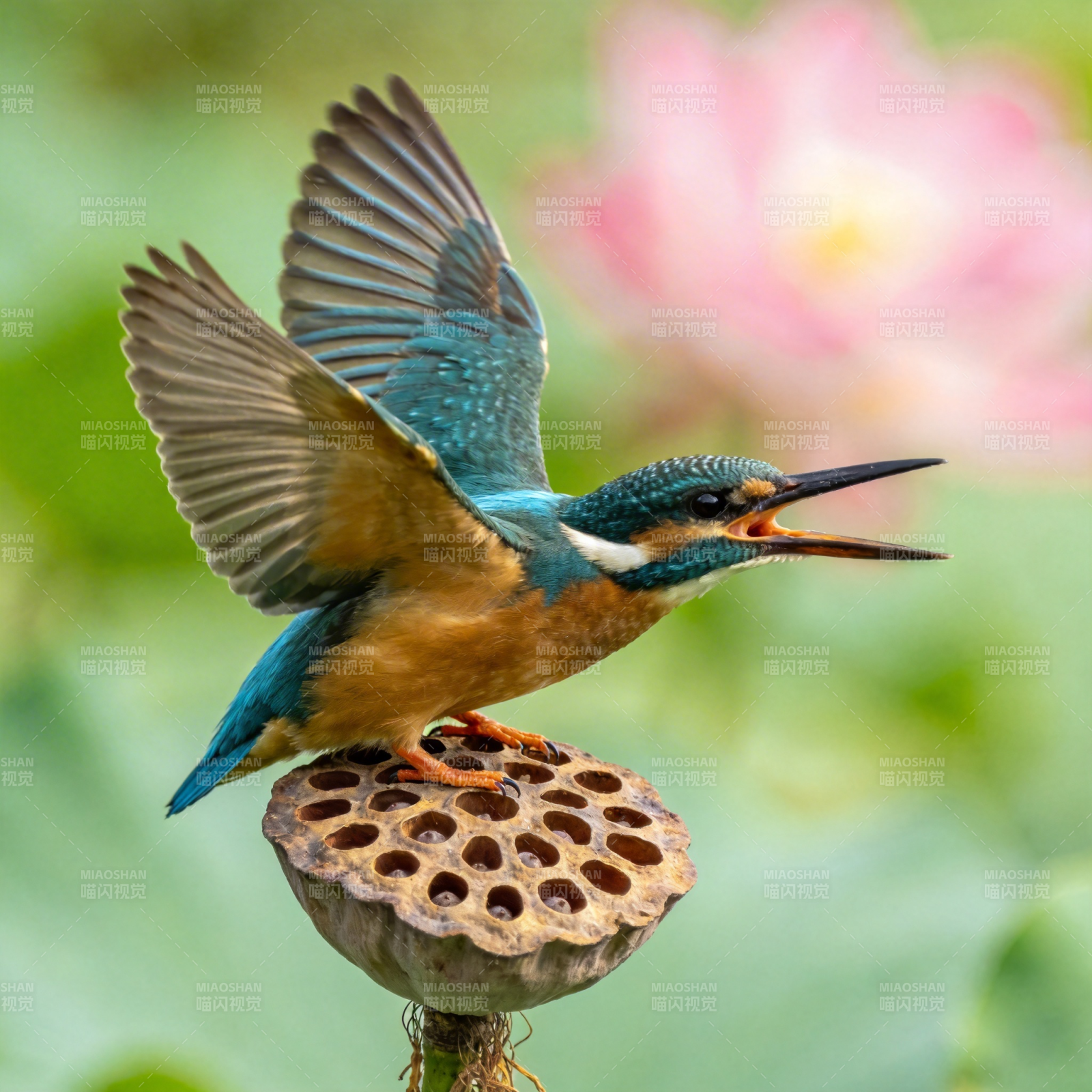 翠鸟捕食瞬间图片