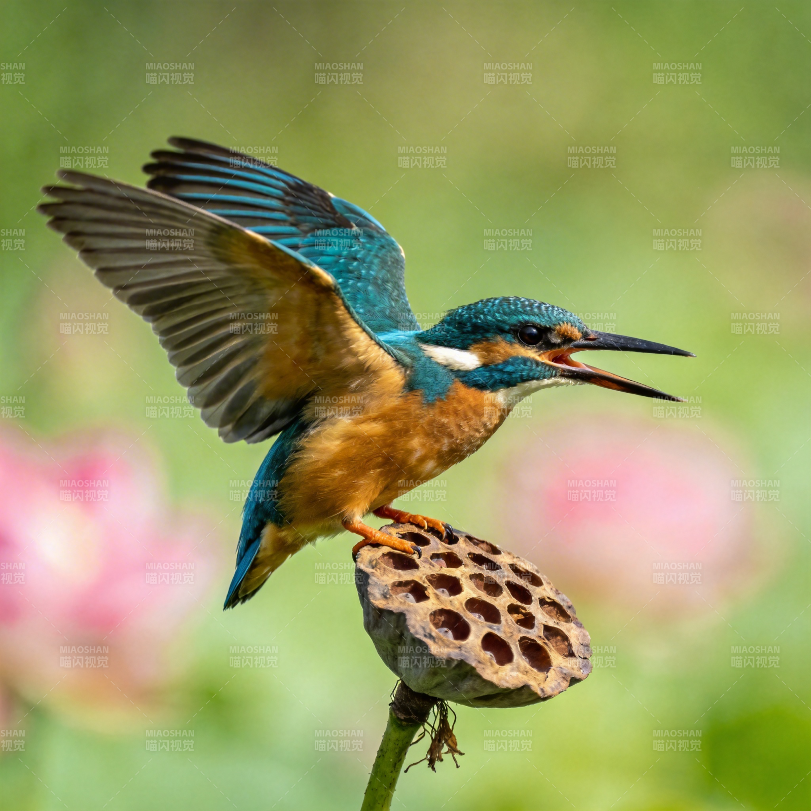 翠鸟展翅栖莲蓬图片