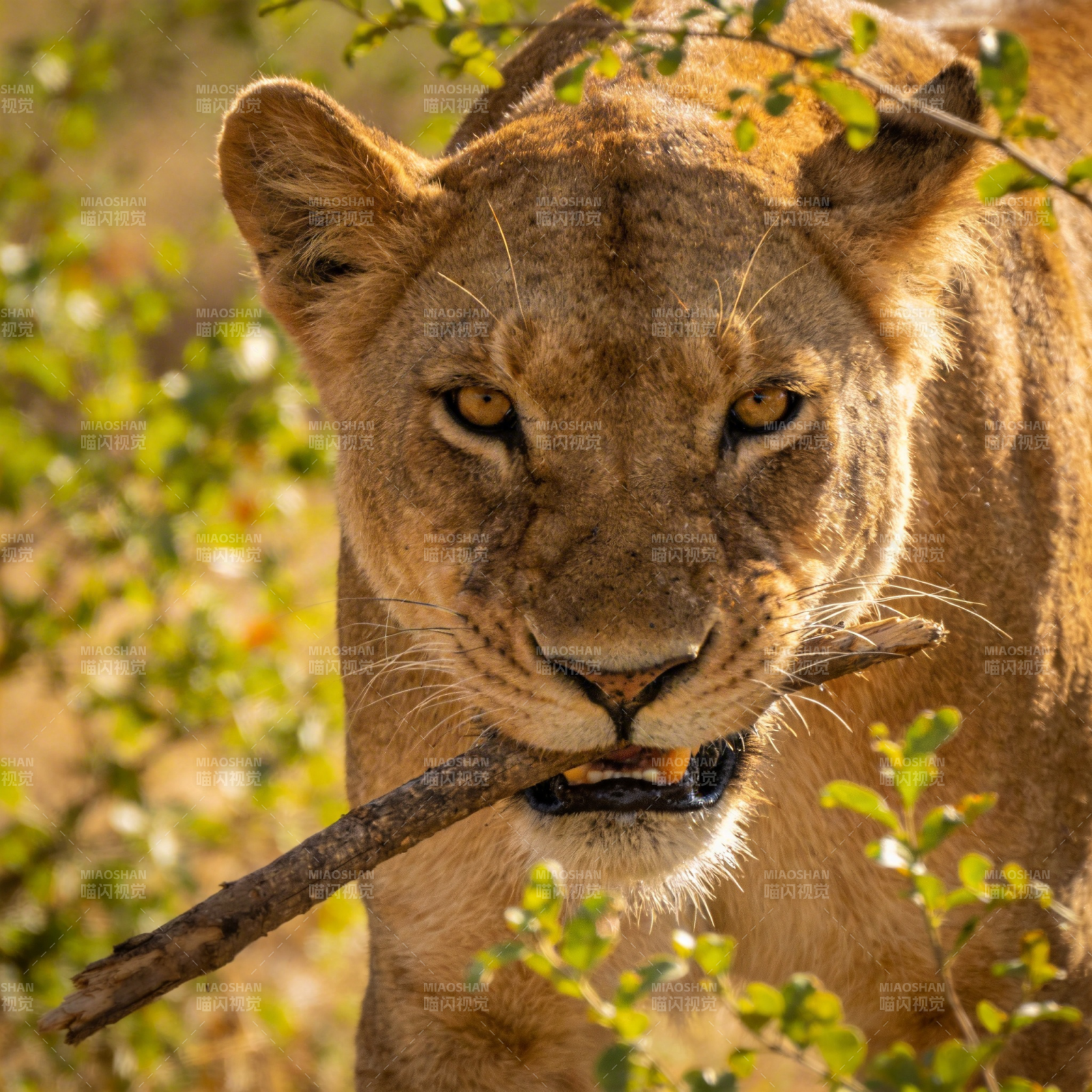 狮口衔枝 凝视前方图片