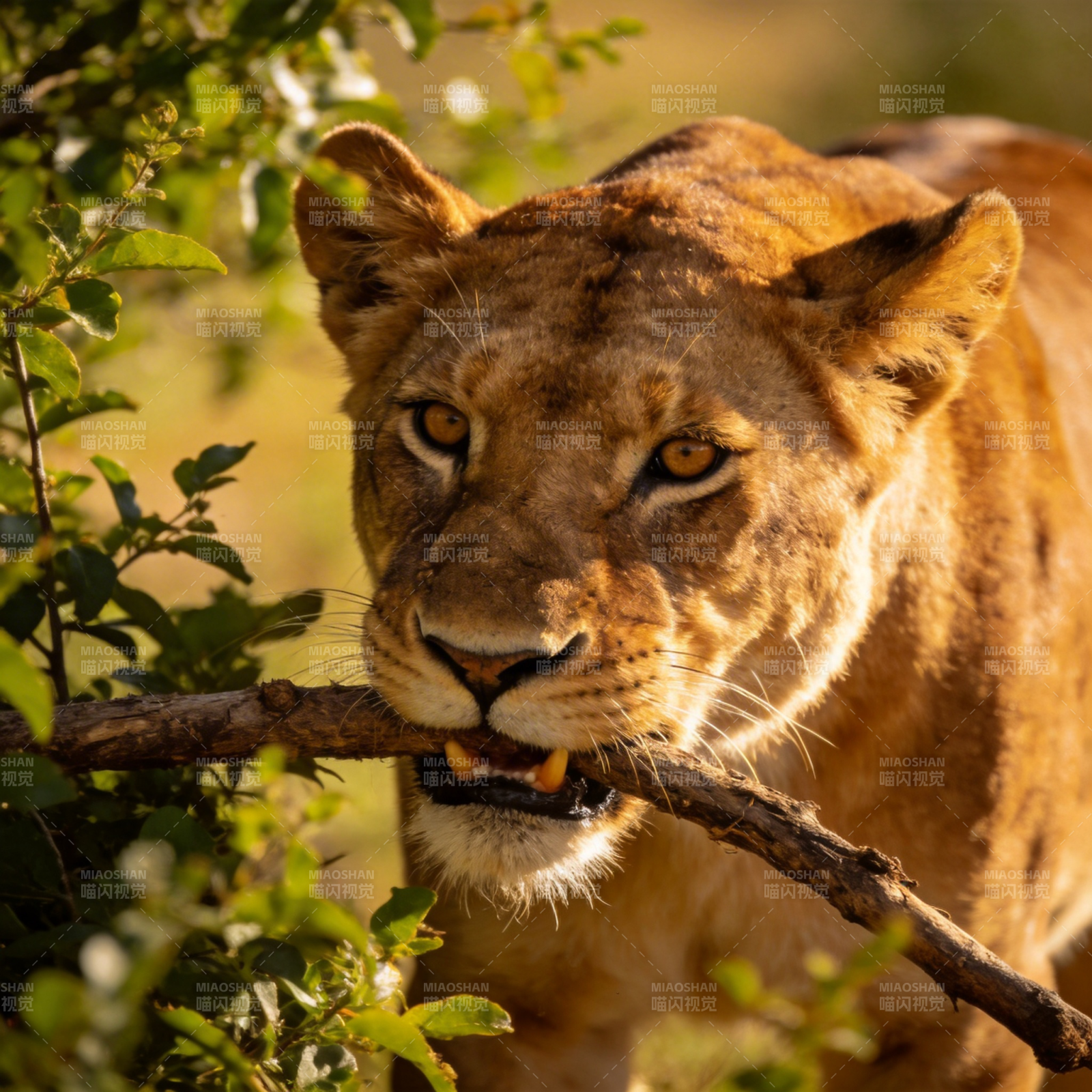 母狮衔枝凝视图片
