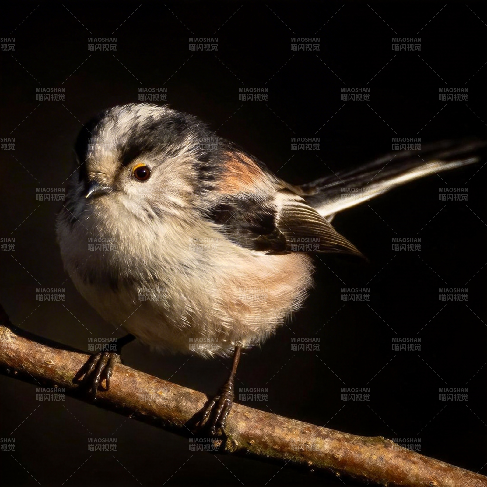 长尾山雀栖枝头图片