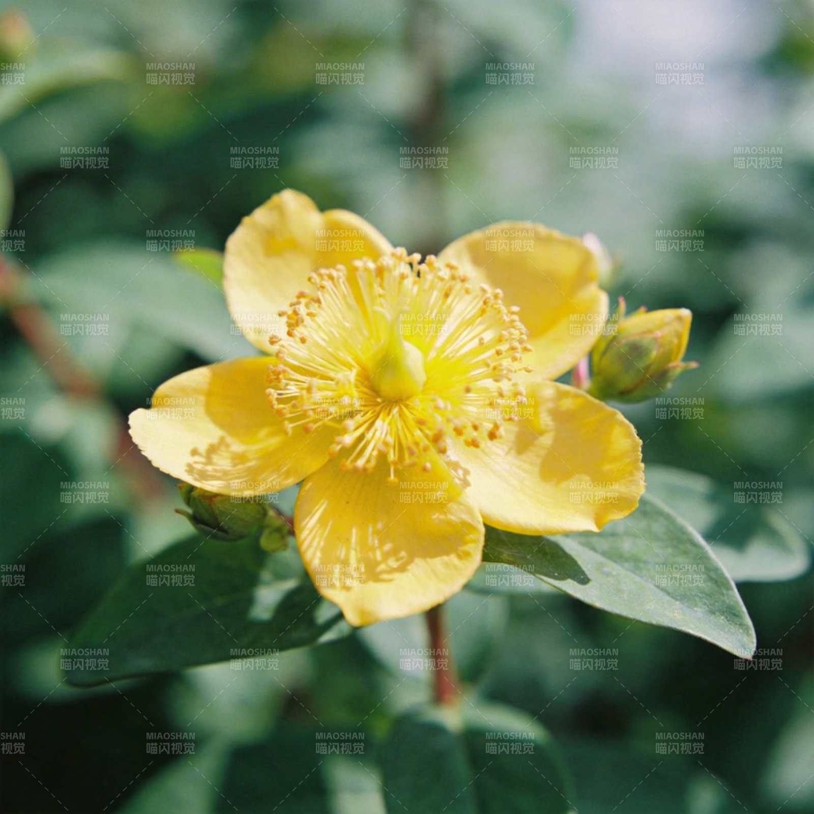 金丝桃花绽放图片