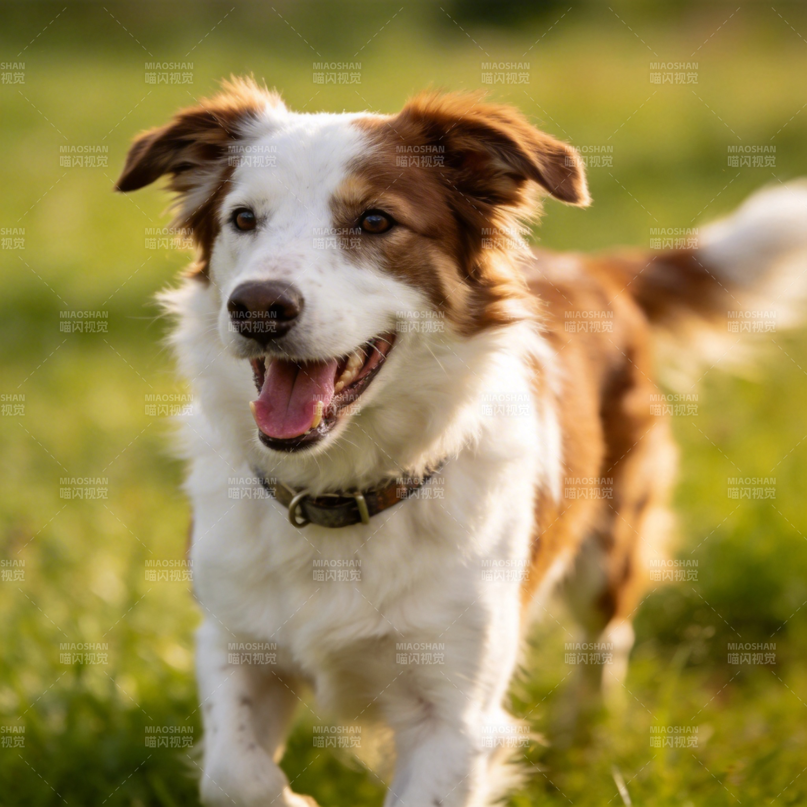 奔跑的边境牧羊犬图片