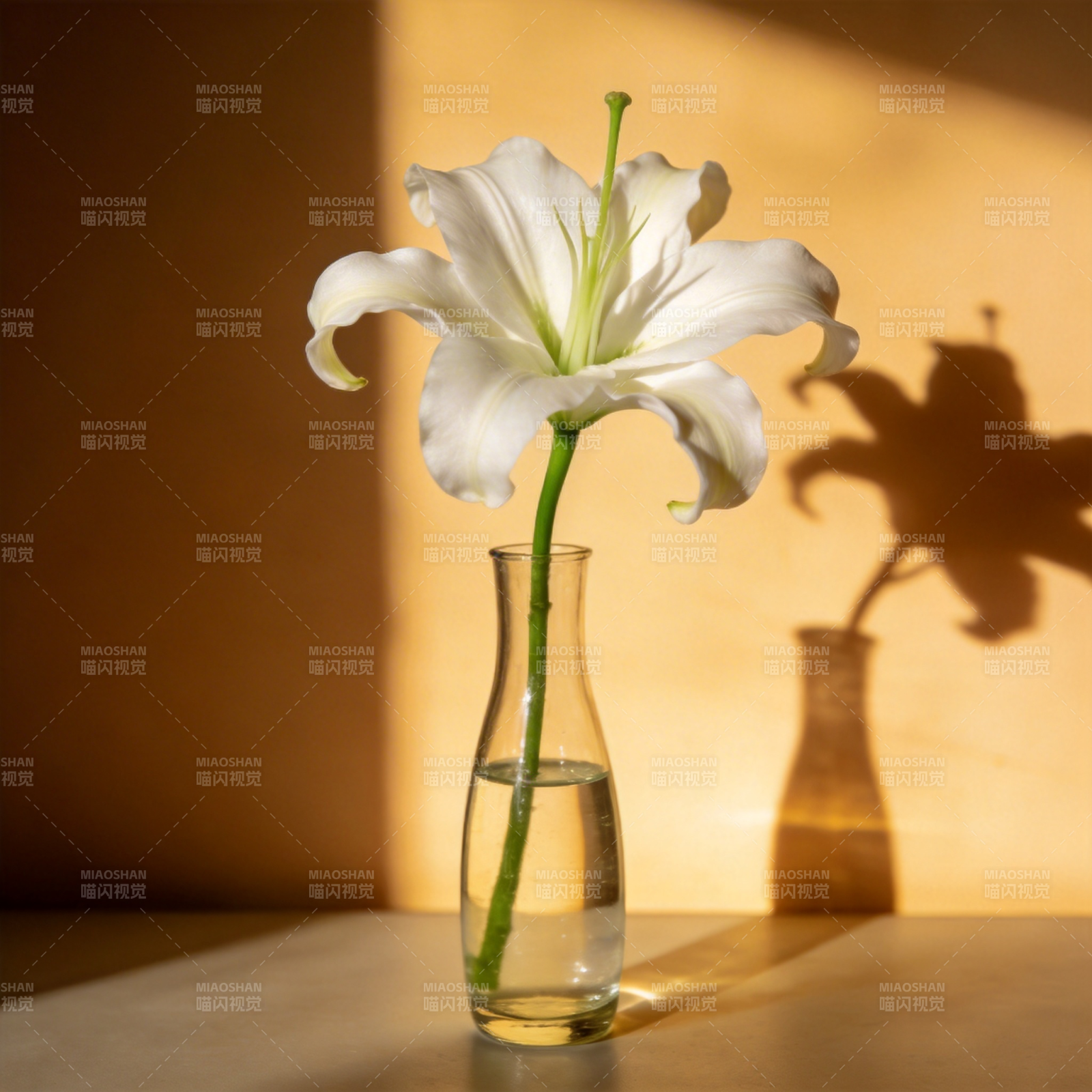 光影中的白花图片