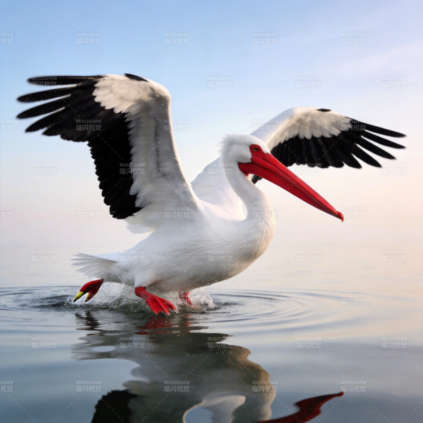 白鹳展翅水面图片