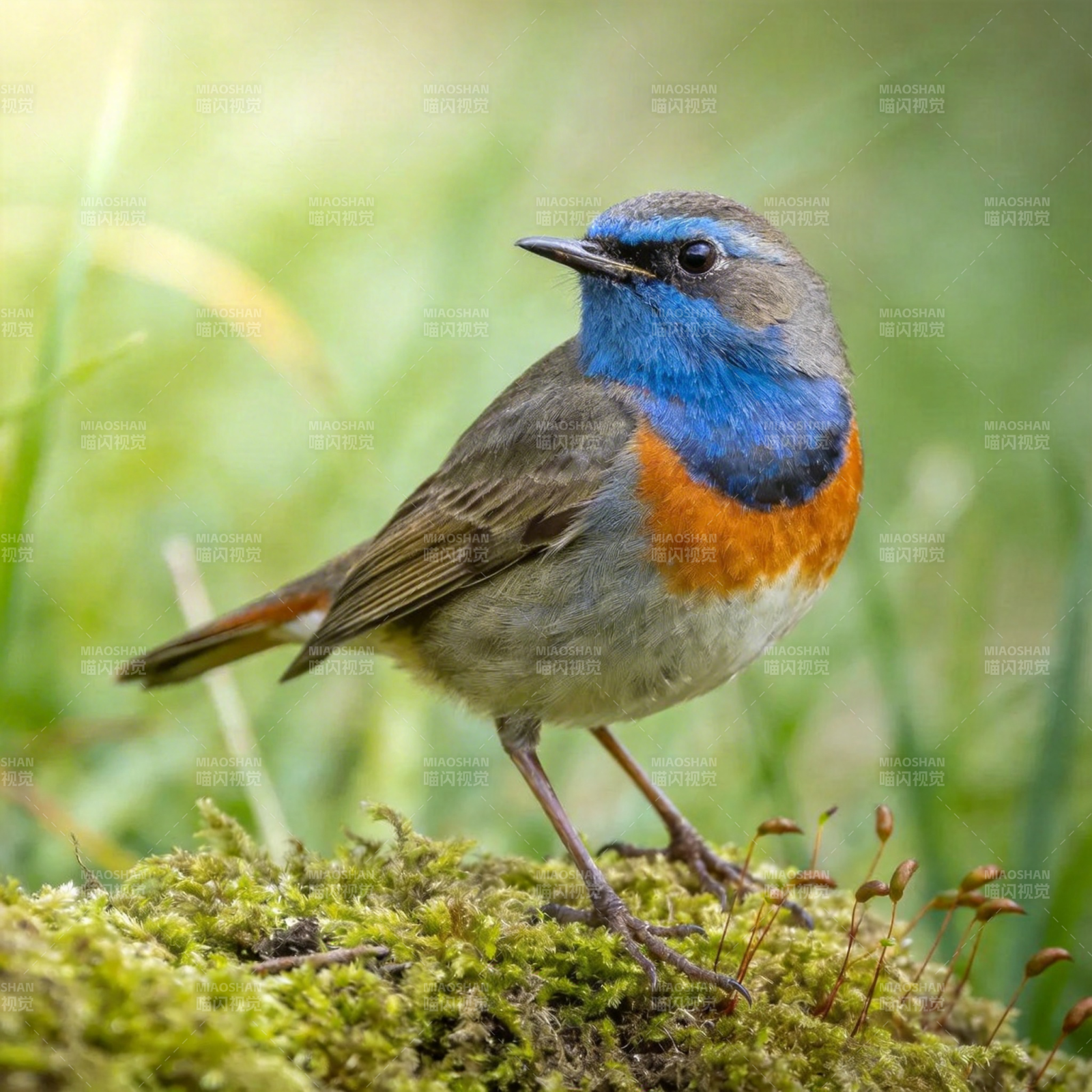 蓝喉歌鸲栖息于苔藓图片