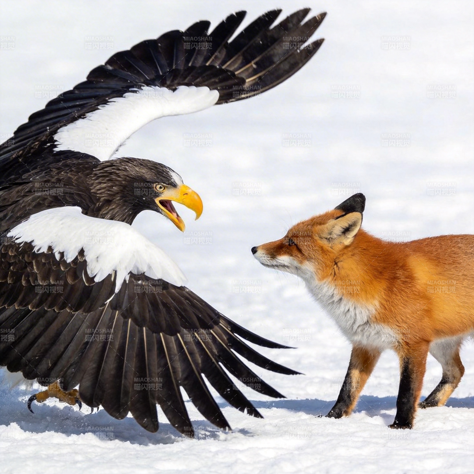 鹰狐雪地对峙图片