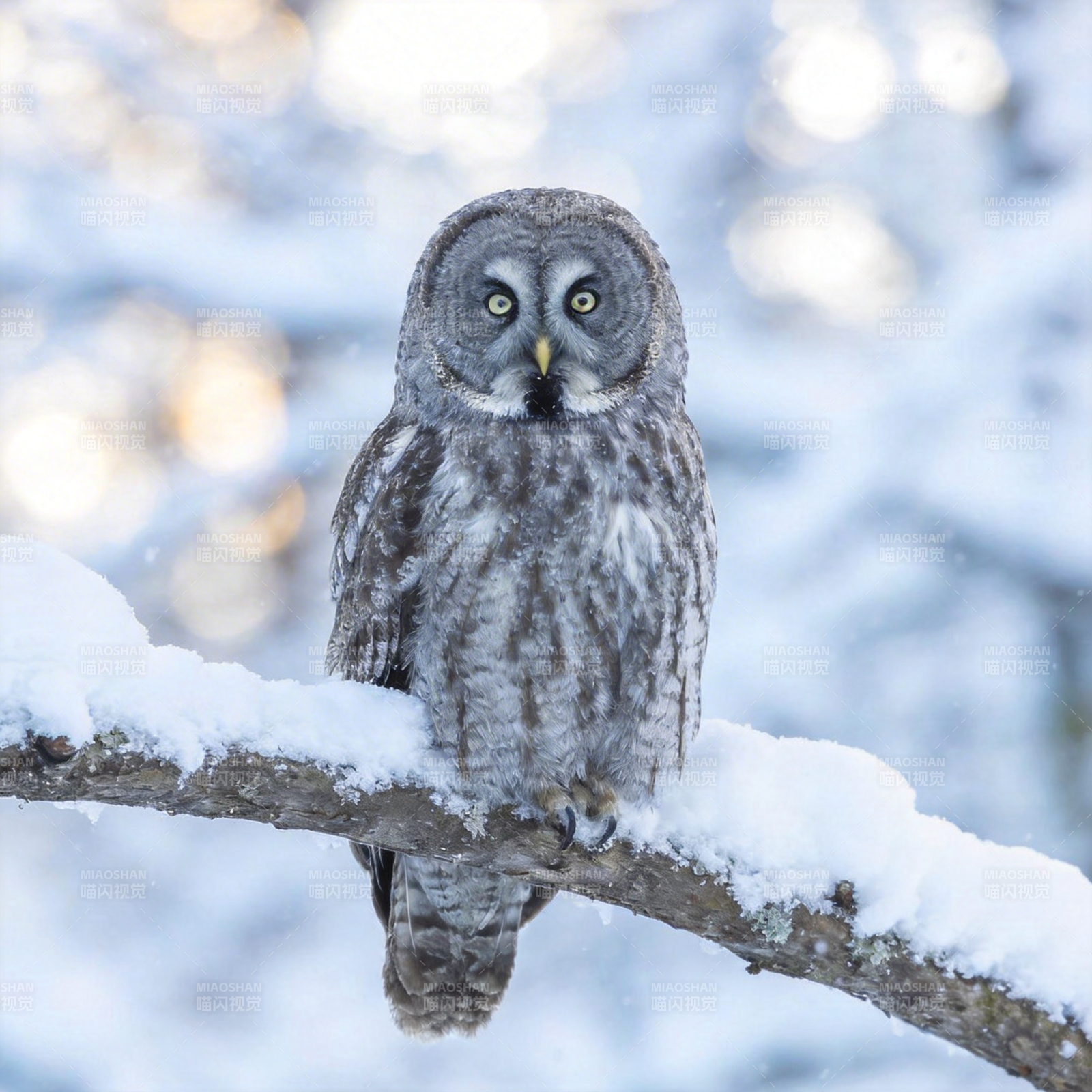 雪中灰猫头鹰图片