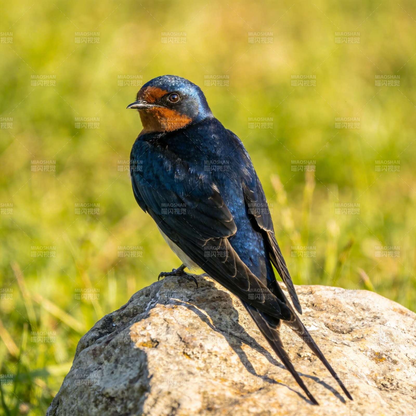 燕子栖石 静谧自然图片