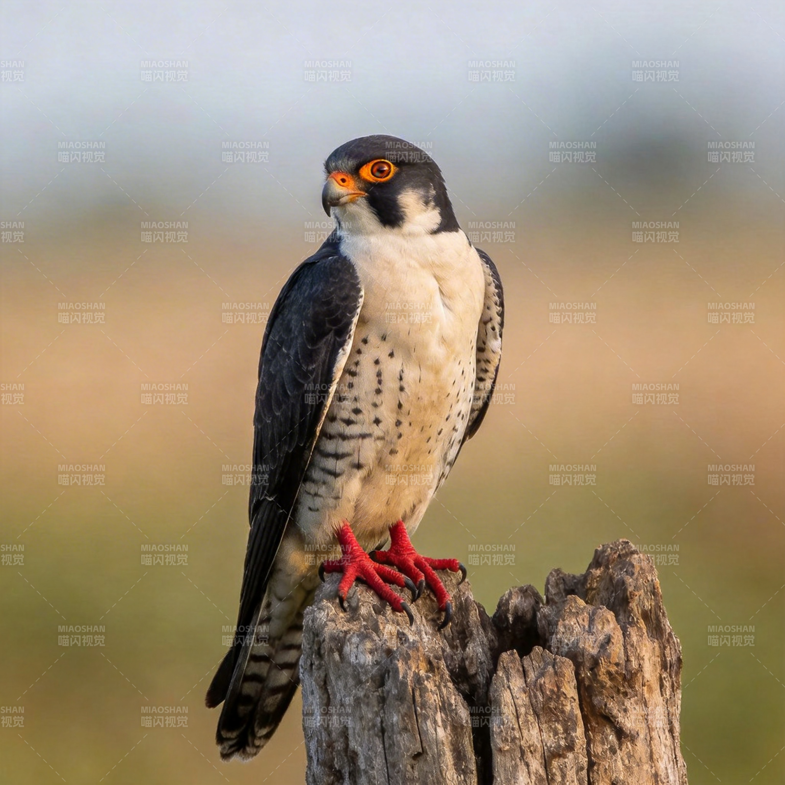 猛禽栖木凝视图片