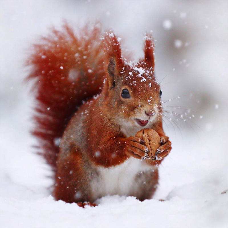 雪中松鼠啃坚果图片