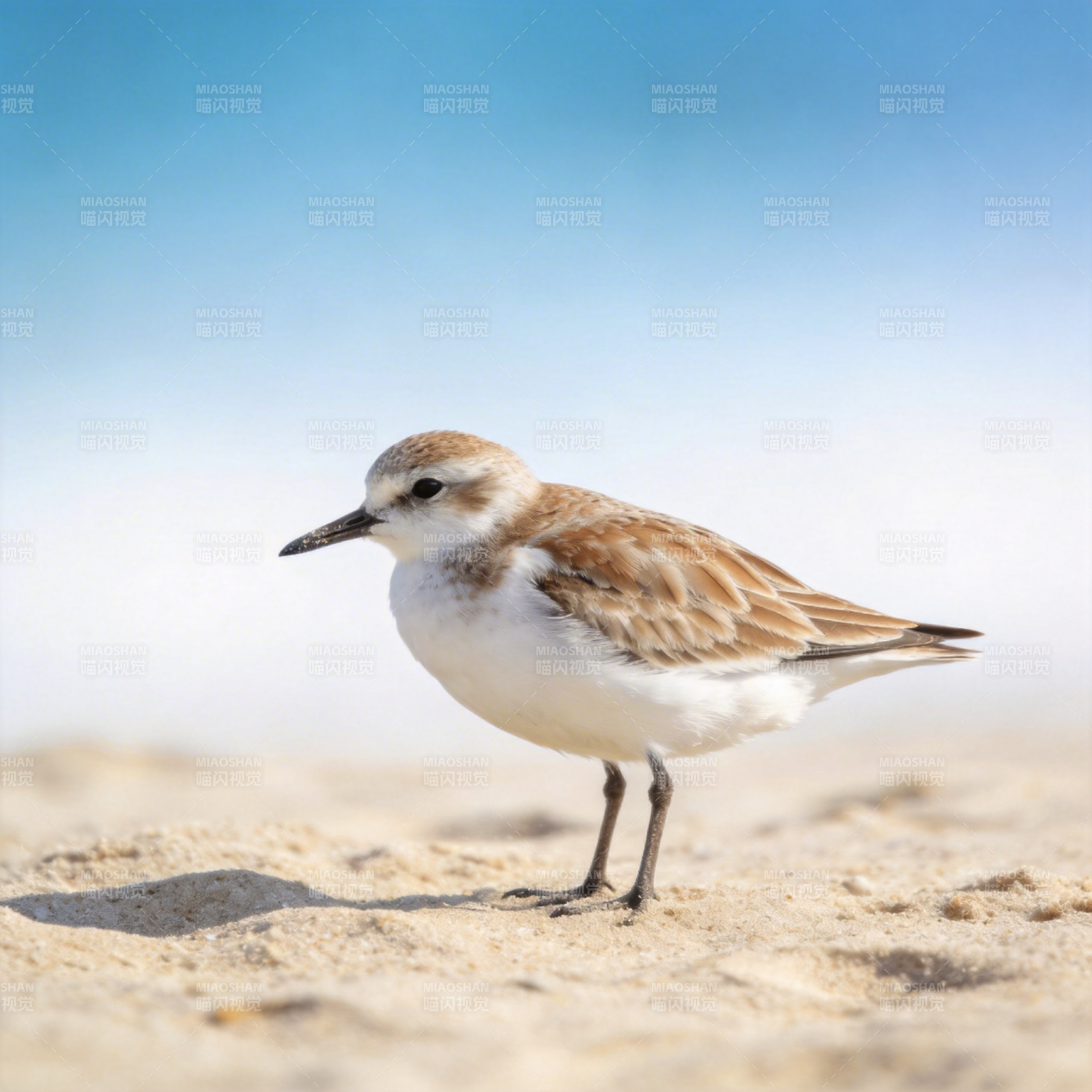 沙滩上的小鹬鸟图片