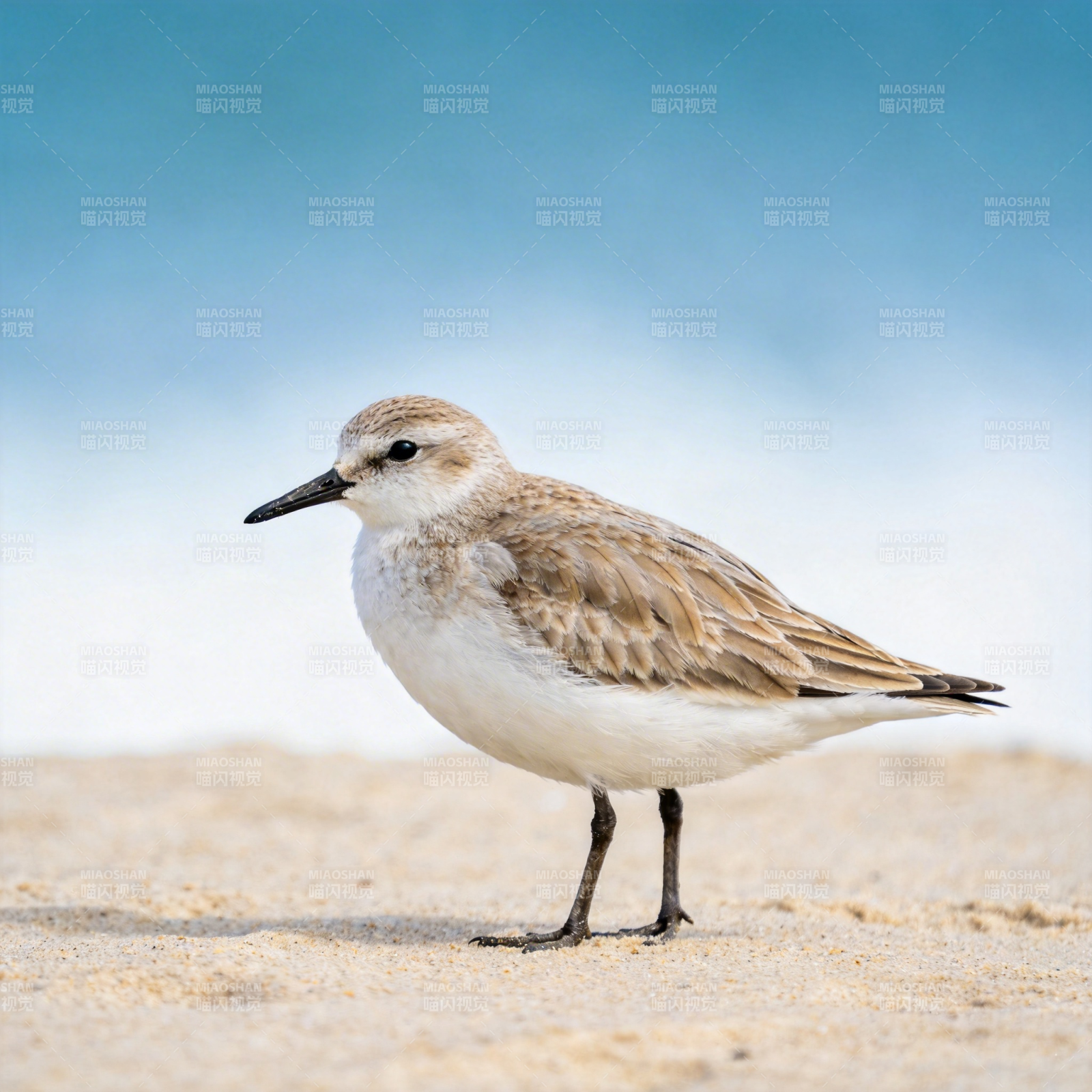 沙滩上的小沙鸻图片