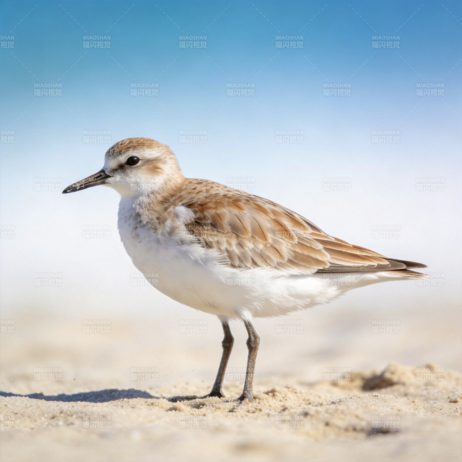 沙滩上的小沙鸻图片