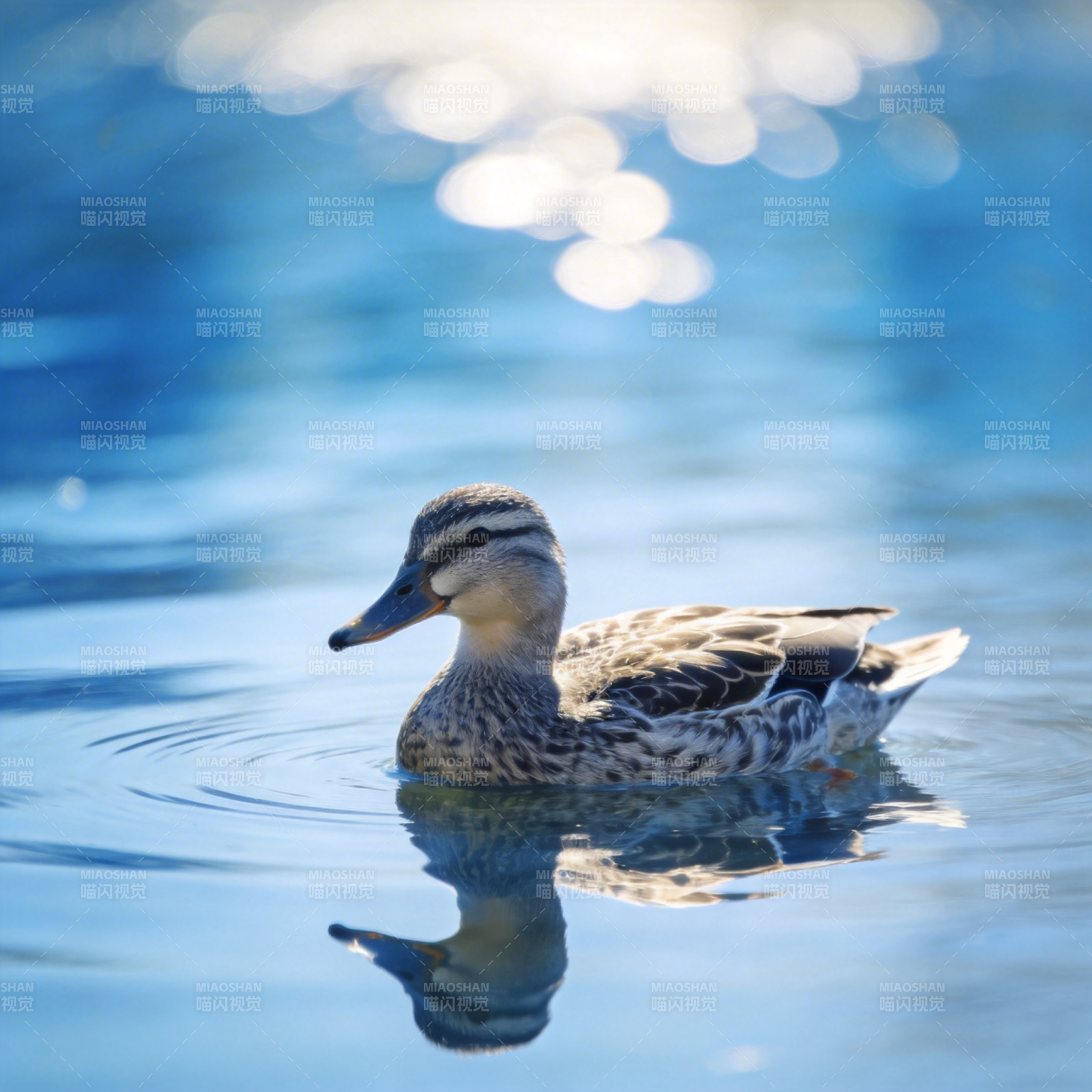 湖面鸭影图片