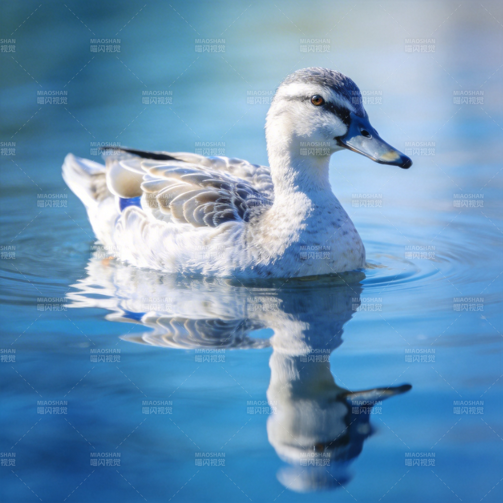 静水浮鸭影图片