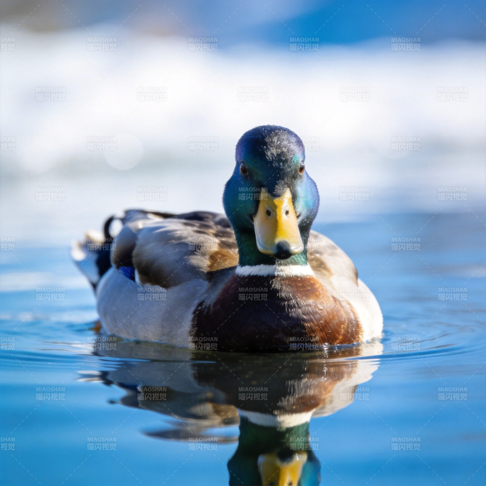 绿头鸭水中游图片