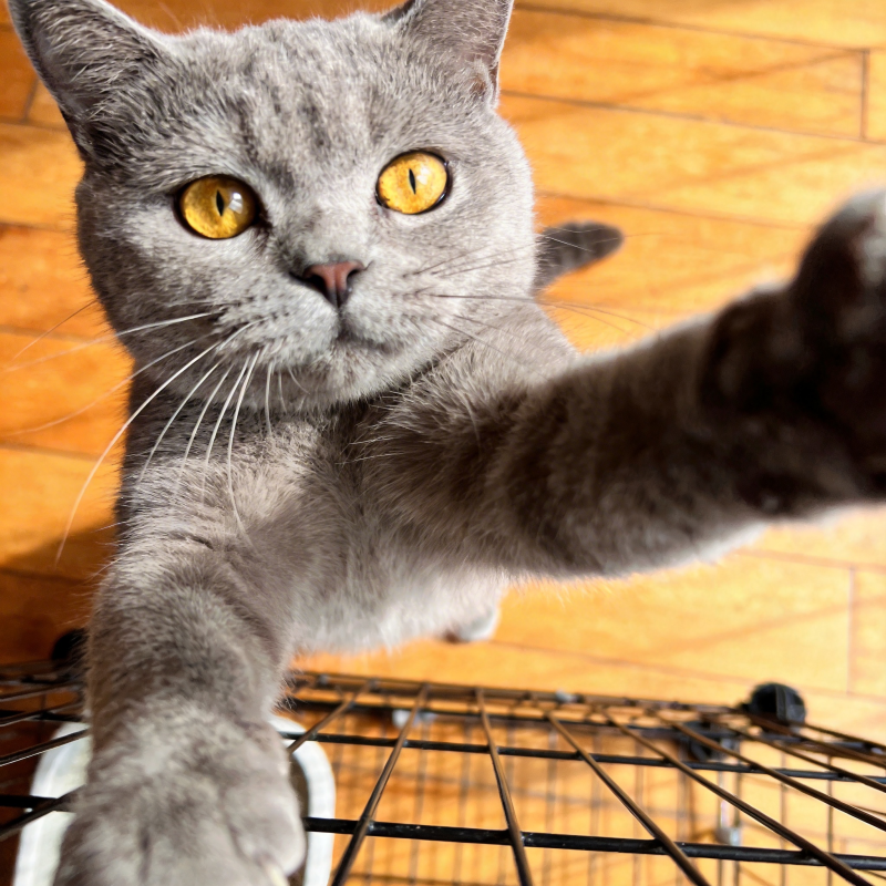 灰猫伸爪探头图片