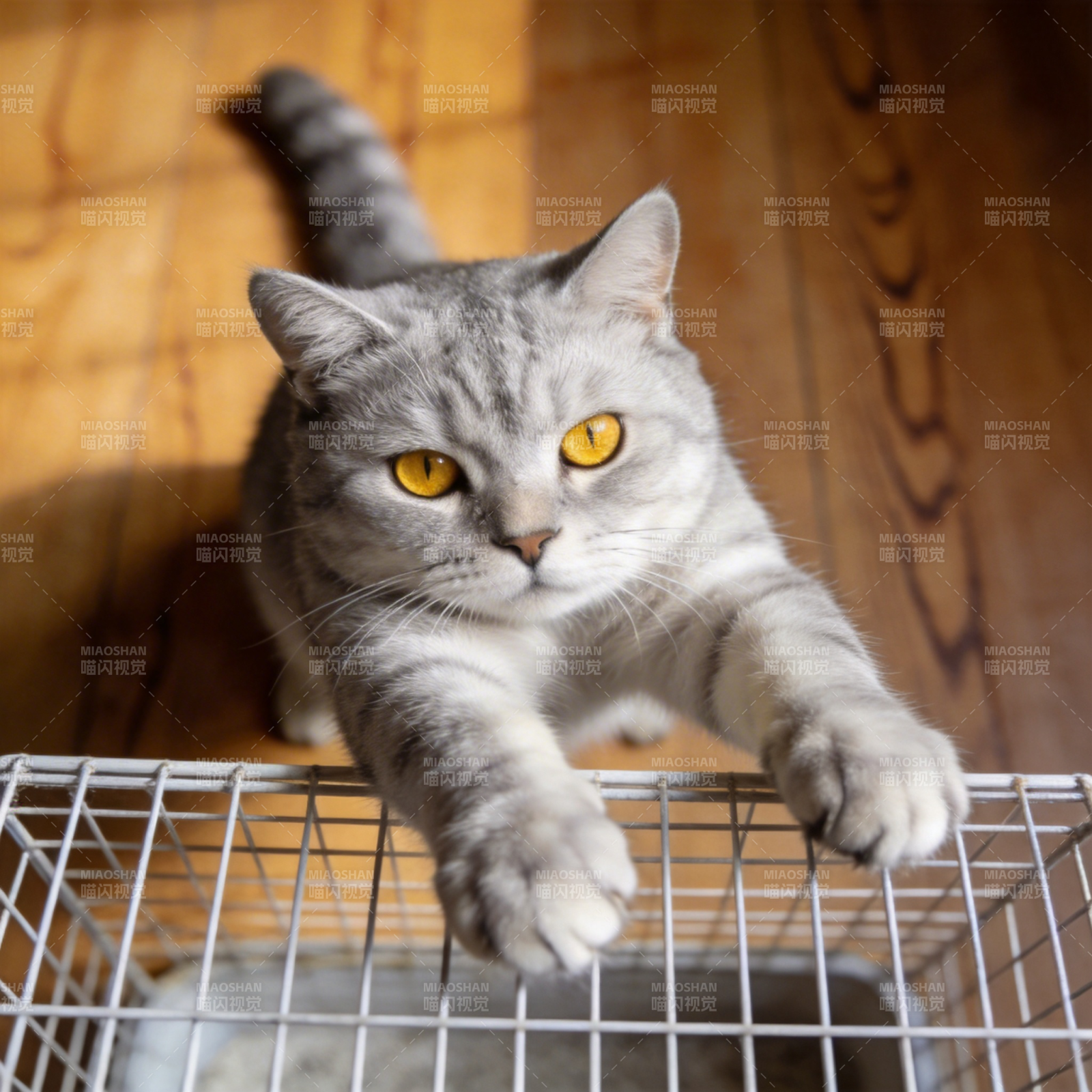 灰猫探笼外图片