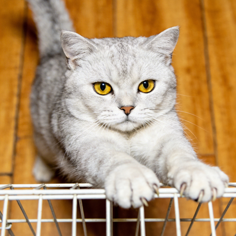 灰猫凝视笼外图片