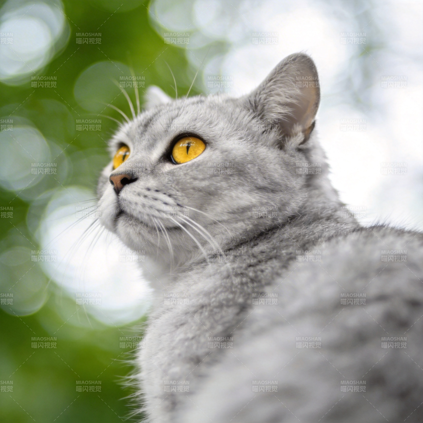 灰猫凝视远方图片