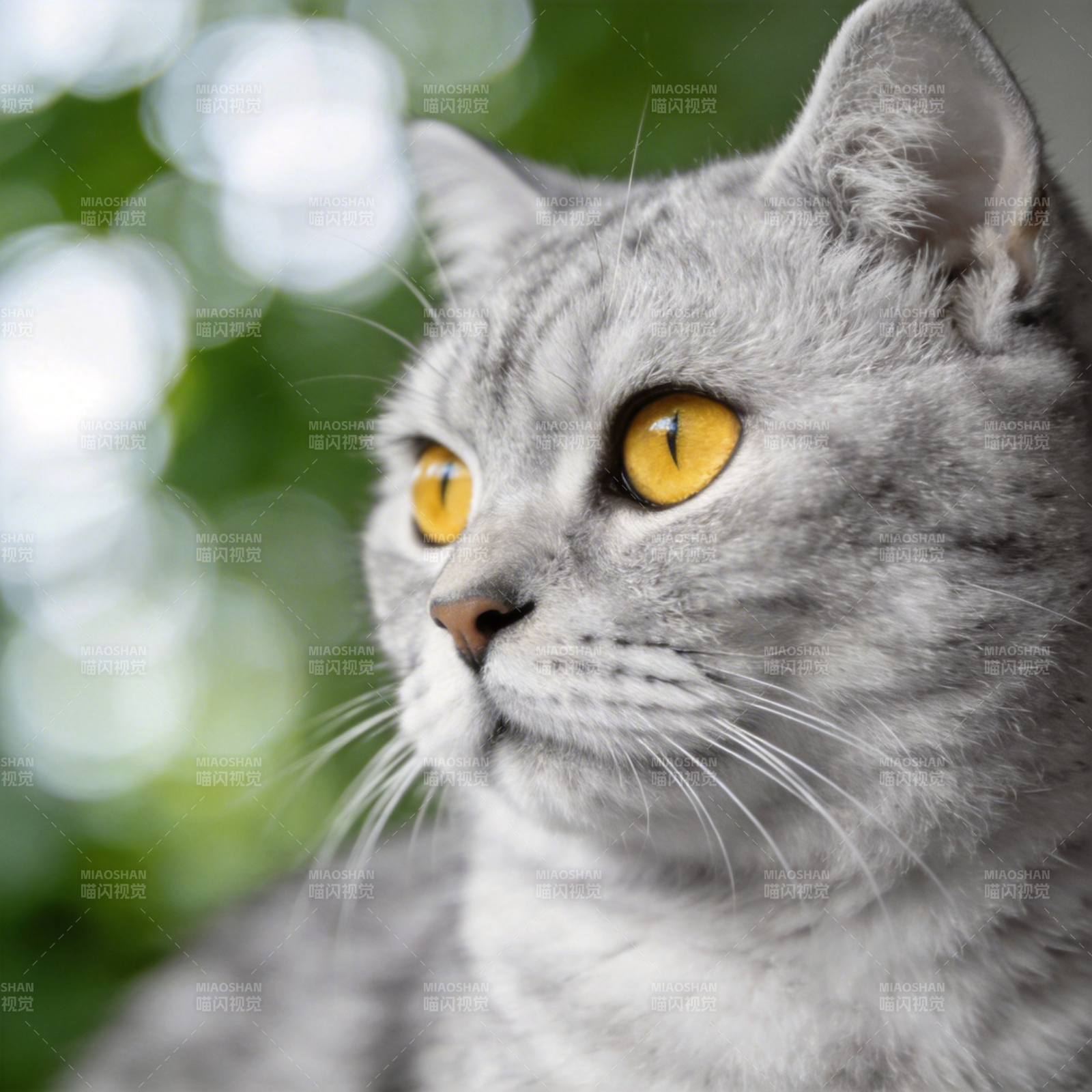 灰猫凝视远方图片