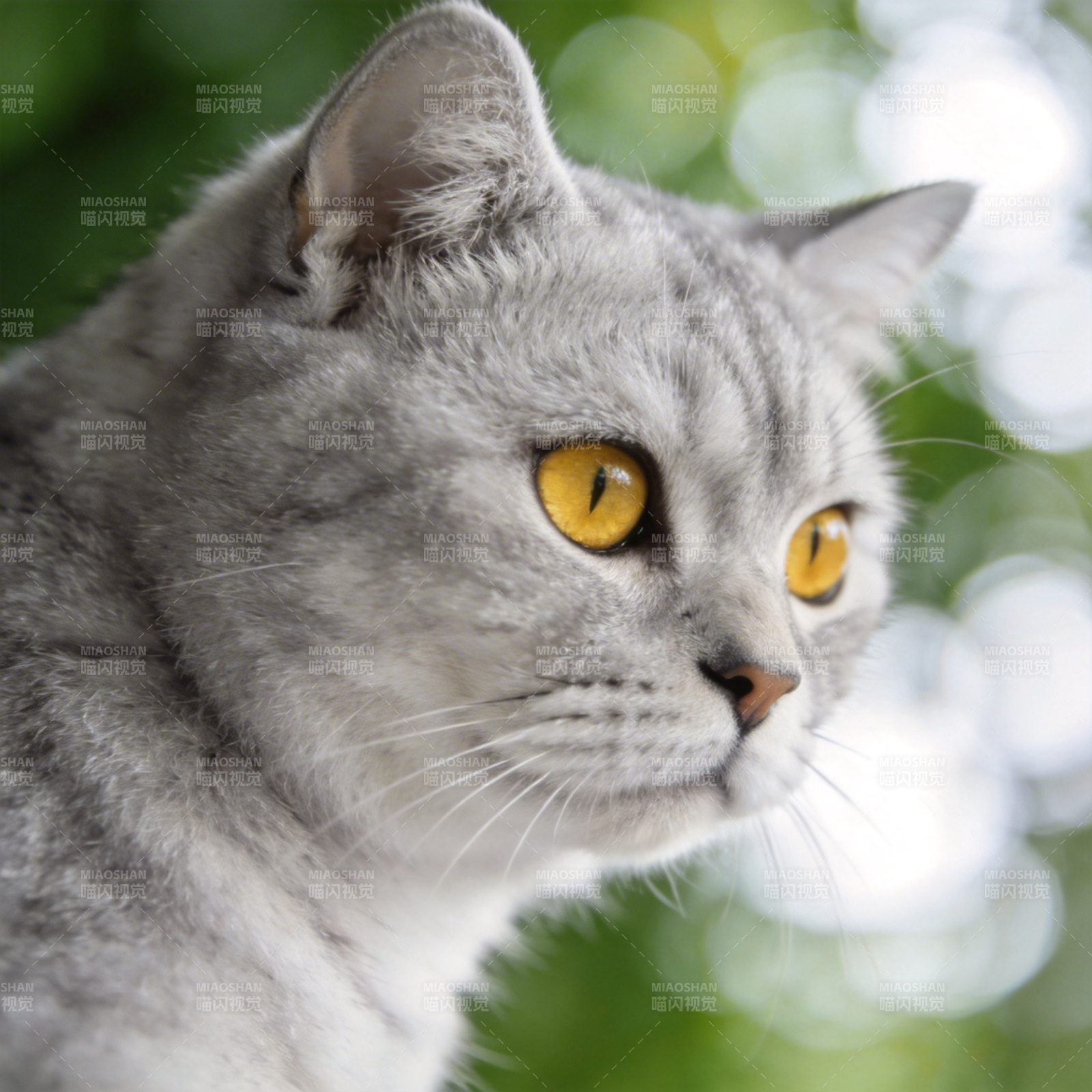 灰猫凝视远方图片