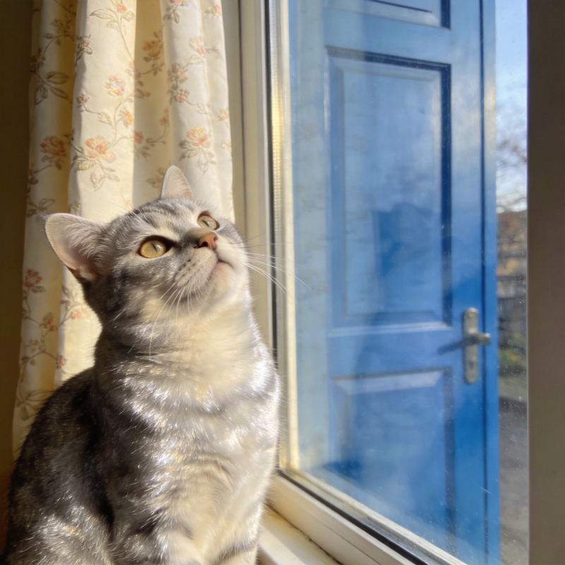 窗边凝望的灰猫图片